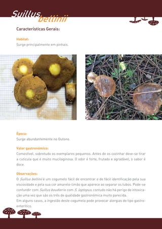 Suillusbellinii
 Características Gerais:

 Habitat:
 Surge principalmente em pinhais.




 Época:
 Surge abundantemente no Outono.

 Valor gastronómico:
 Comestível, sobretudo os exemplares pequenos. Antes de os cozinhar deve-se tirar
 a cutícula que é muito mucilaginosa. O odor é forte, frutado e agradável, o sabor é
 doce.

 Observações:
 O Suillus bellinii é um cogumelo fácil de encontrar e de fácil identificação pela sua
 viscosidade e pela sua cor amarelo-limão que aparece ao separar os tubos. Pode-se
 confundir com Suillus boudieri e com S. leptopus, contudo não há perigo de intoxica-
 ção uma vez que são os três de qualidade gastronómica muito parecida.
 Em alguns casos, a ingestão deste cogumelo pode provocar alergias do tipo gastro-
 enterítico.
 