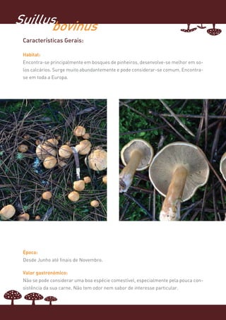 Suillus
      bovinus
 Características Gerais:

 Habitat:
 Encontra-se principalmente em bosques de pinheiros, desenvolve-se melhor em so-
 los calcários. Surge muito abundantemente e pode considerar-se comum. Encontra-
 se em toda a Europa.




 Época:
 Desde Junho até finais de Novembro.

 Valor gastronómico:
 Não se pode considerar uma boa espécie comestível, especialmente pela pouca con-
 sistência da sua carne. Não tem odor nem sabor de interesse particular.
 