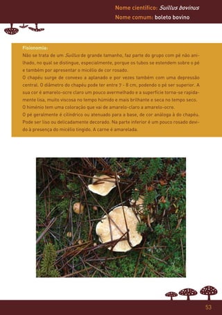 Nome científico: Suillus bovinus
                                           Nome comum: boleto bovino




Fisionomia:
Não se trata de um Suillus de grande tamanho, faz parte do grupo com pé não ani-
lhado, no qual se distingue, especialmente, porque os tubos se estendem sobre o pé
e também por apresentar o micélio de cor rosado.
O chapéu surge de convexo a aplanado e por vezes também com uma depressão
central. O diâmetro do chapéu pode ter entre 7 - 8 cm, podendo o pé ser superior. A
sua cor é amarelo-ocre claro um pouco avermelhado e a superfície torna-se rapida-
mente lisa, muito viscosa no tempo húmido e mais brilhante e seca no tempo seco.
O himénio tem uma coloração que vai de amarelo-claro a amarelo-ocre.
O pé geralmente é cilíndrico ou atenuado para a base, de cor análoga à do chapéu.
Pode ser liso ou delicadamente decorado. Na parte inferior é um pouco rosado devi-
do à presença do micélio tingido. A carne é amarelada.




                                                                                      53
 