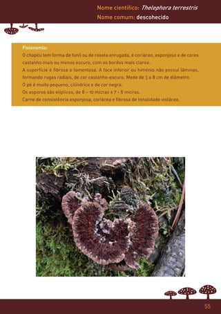 Nome científico: Thelephora terrestris
                                    Nome comum: descohecido




Fisionomia:
O chapéu tem forma de funil ou de roseta enrugada, é coriáceo, esponjoso e de cores
castanho mais ou menos escuro, com os bordos mais claros.
A superfície é fibrosa e tomentosa. A face inferior ou himénio não possui lâminas,
formando rugas radiais, de cor castanho-escuro. Mede de 3 a 8 cm de diâmetro.
O pé é muito pequeno, cilíndrico e de cor negra.
Os esporos são elípticos, de 8 – 10 micras x 7 - 8 micras.
Carne de consistência esponjosa, coriácea e fibrosa de tonalidade violácea.




                                                                                      55
 