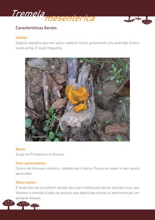 Tremela mesenterica
 Características Gerais:

 Habitat:
 Espécie saprófita que vive sobre madeira morta, provocando uma podridão branca
 muito activa. É muito frequente.




 Época:
 Surge na Primavera e no Outono.

 Valor gastronómico:
 Carece de interesse culinário, contudo não é tóxica. Possui um sabor e odor pouco
 apreciados

 Observações:
 É muito fácil de reconhecer através das suas frutificações de cor amarelo-ouro, que
 chamam a atenção a todas as pessoas que depois das chuvas se aventurem por um
 qualquer bosque.
 