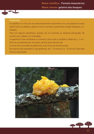 Nome científico: Tremela mesenterica
                                    Nome comum: gelatina dos bosques




Fisionomia:
O carpóforo no início do seu desenvolvimento assemelha-se a uma pequena massa
tuberculosa ou globosa, depois cresce e começa a apresentar pregas desiguais, on-
duladas.
Tem um aspecto gelatinoso, brando, de cor amarela ou amarelo-alaranjado, de
acordo com a idade ou a humidade.
A superfície é lisa e brilhante e o himénio cobre todo o carpóforo. Mede de 3 - 7 cm.
Fixa-se ao substrato por um ponto central, pois não tem pé.
A carne é de consistência gelatinosa, mas firme ao mesmo tempo.
Os esporos são elipsóides a sub-globosos, de 7 - 10 micras x 6 - 10 micras. Esporada
branca-amarelada.




                                                                                        57
 