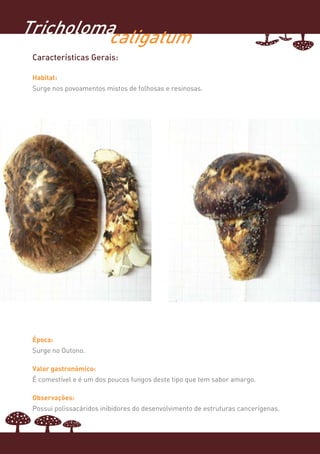 Tricholoma
         caligatum
 Características Gerais:

 Habitat:
 Surge nos povoamentos mistos de folhosas e resinosas.




 Época:
 Surge no Outono.

 Valor gastronómico:
 É comestível e é um dos poucos fungos deste tipo que tem sabor amargo.

 Observações:
 Possui polissacáridos inibidores do desenvolvimento de estruturas cancerígenas.
 