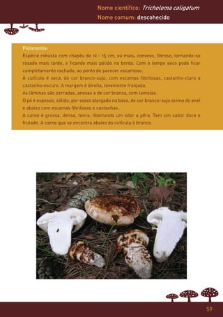 Nome científico: Tricholoma caligatum
                                   Nome comum: descohecido




Fisionomia:
Espécie robusta com chapéu de 10 - 15 cm, ou mais, convexo, fibroso, tornando-se
rosado mais tarde, e ficando mais pálido na borda. Com o tempo seco pode ficar
completamente rachado, ao ponto de parecer escamoso.
A cutícula é seca, de cor branco-sujo, com escamas fibrilosas, castanho-claro a
castanho-escuro. A margem é direita, levemente franjada.
As lâminas são serradas, anexas e de cor branca, com lamelas.
O pé é espesso, sólido, por vezes alargado na base, de cor branco-sujo acima do anel
e abaixo com escamas fibrilosas e castanhas.
A carne é grossa, densa, tenra, libertando um odor a pêra. Tem um sabor doce e
frutado. A carne que se encontra abaixo da cutícula é branca.




                                                                                       59
 