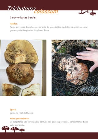 Tricholoma
         colossum
 Características Gerais:

 Habitat:
 Surge em zonas de pinhal, geralmente de solos ácidos, onde forma micorrizas com
 grande parte das plantas do género Pinus.




 Época:
 Surge no final do Outono.

 Valor gastronómico:
 Os carpóforos são comestíveis, contudo são pouco apreciados, apresentando baixo
 valor comercial.
 