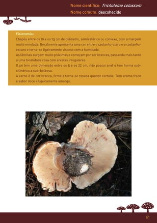 Nome científico: Tricholoma colossum
                                   Nome comum: descohecido




Fisionomia:
Chapéu entre os 10 e os 25 cm de diâmetro, semiesférico ou convexo, com a margem
muito enrolada. Geralmente apresenta uma cor entre o castanho-claro e o castanho-
escuro e torna-se ligeiramente viscoso com a humidade.
As lâminas surgem muito próximas e começam por ser brancas, passando mais tarde
a uma tonalidade rosa com arestas irregulares.
O pé tem uma dimensão entre os 5 e os 22 cm, não possui anel e tem forma sub-
cilíndrica a sub-bolbosa.
A carne é de cor branca, firme e torna-se rosada quando cortada. Tem aroma fraco
e sabor doce a ligeiramente amargo.




                                                                                    61
 