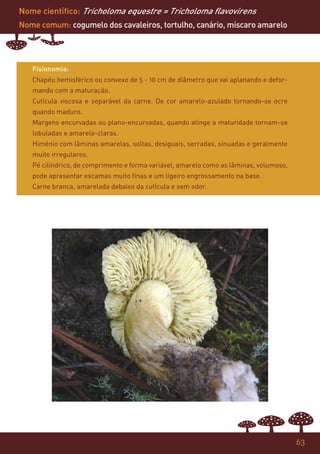 Nome científico: Tricholoma equestre = Tricholoma flavovirens
Nome comum: cogumelo dos cavaleiros, tortulho, canário, míscaro amarelo




   Fisionomia:
   Chapéu hemisférico ou convexo de 5 - 10 cm de diâmetro que vai aplanando e defor-
   mando com a maturação.
   Cutícula viscosa e separável da carne. De cor amarelo-azulado tornando-se ocre
   quando maduro.
   Margens encurvadas ou plano-encurvadas, quando atinge a maturidade tornam-se
   lobuladas e amarelo-claras.
   Himénio com lâminas amarelas, soltas, desiguais, serradas, sinuadas e geralmente
   muito irregulares.
   Pé cilíndrico, de comprimento e forma variável, amarelo como as lâminas, volumoso,
   pode apresentar escamas muito finas e um ligeiro engrossamento na base.
   Carne branca, amarelada debaixo da cutícula e sem odor.




                                                                                        63
 