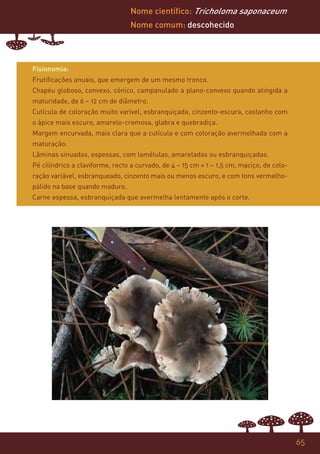 Nome científico: Tricholoma saponaceum
                                 Nome comum: descohecido




Fisionomia:
Frutificações anuais, que emergem de um mesmo tronco.
Chapéu globoso, convexo, cónico, campanulado a plano-convexo quando atingida a
maturidade, de 6 – 12 cm de diâmetro.
Cutícula de coloração muito varível, esbranquiçada, cinzento-escura, castanho com
o ápice mais escuro, amarelo-cremosa, glabra e quebradiça.
Margem encurvada, mais clara que a cutícula e com coloração avermelhada com a
maturação.
Lâminas sinuadas, espessas, com lamélulas, amareladas ou esbranquiçadas.
Pé cilíndrico a claviforme, recto a curvado, de 4 – 15 cm × 1 – 1,5 cm, maciço, de colo-
ração variável, esbranqueado, cinzento mais ou menos escuro, e com tons vermelho-
pálido na base quando maduro.
Carne espessa, esbranquiçada que avermelha lentamente após o corte.




                                                                                           65
 