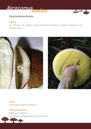 Xerocomusbadius
 Características Gerais:

 Habitat:
 Em florestas de coníferas, particularmente frequente a altitudes elevadas, sob
 Piceas e Pinus.




 Época:
 Fim de Verão, Outono e Inverno.

 Valor gastronómico:
 Sabor pouco intenso.
 Comestível e adequado para muitas receitas.
 