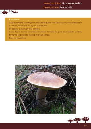 Nome científico: Xerocomus badius
                                      Nome comum: boleto-baio




Fisionomia:
Chapéu convexo quando jovem, mais tarde plano, castanho-escuro, usualmente com
8 - 12 cm, raramente até 25 cm de diâmetro.
Pé esguio, ocasionalmente bolboso.
Carne firme, branca-amarelada mudando lentamente para azul quando cortada,
tornando-se pálida de novo após algum tempo.
Esporos castanhos.




                                                                                 67
 