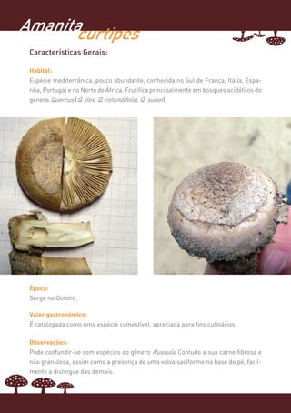 Amanita
      curtipes
 Características Gerais:

 Habitat:
 Espécie mediterrânica, pouco abundante, conhecida no Sul de França, Itália, Espa-
 nha, Portugal e no Norte de África. Frutifica principalmente em bosques acidófilos do
 género Quercus (Q. ilex, Q. rotundifolia, Q. suber).




 Época:
 Surge no Outono.

 Valor gastronómico:
 É catalogada como uma espécie comestível, apreciada para fins culinários.

 Observações:
 Pode confundir-se com espécies do género Russula. Contudo a sua carne fibrosa e
 não granulosa, assim como a presença de uma volva saciforme na base do pé, facil-
 mente a distingue das demais.
 