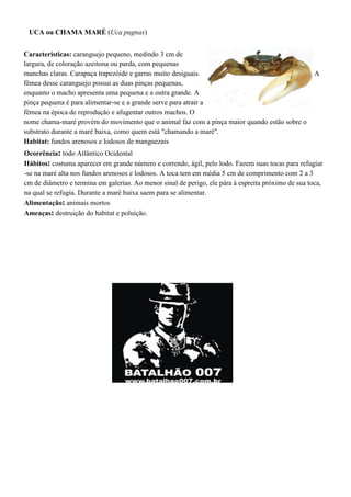 UCA ou CHAMA MARÉ (Uca pugnax)
Características: caranguejo pequeno, medindo 3 cm de
largura, de coloração azeitona ou parda, com pequenas
manchas claras. Carapaça trapezóide e garras muito desiguais. A
fêmea desse caranguejo possui as duas pinças pequenas,
enquanto o macho apresenta uma pequena e a outra grande. A
pinça pequena é para alimentar-se e a grande serve para atrair a
fêmea na época de reprodução e afugentar outros machos. O
nome chama-maré provém do movimento que o animal faz com a pinça maior quando estão sobre o
substrato durante a maré baixa, como quem está "chamando a maré".
Habitat: fundos arenosos e lodosos de manguezais
Ocorrência: todo Atlântico Ocidental
Hábitos: costuma aparecer em grande número e correndo, ágil, pelo lodo. Fazem suas tocas para refugiar
-se na maré alta nos fundos arenosos e lodosos. A toca tem em média 5 cm de comprimento com 2 a 3
cm de diâmetro e termina em galerias. Ao menor sinal de perigo, ele pára à espreita próximo de sua toca,
na qual se refugia. Durante a maré baixa saem para se alimentar.
Alimentação: animais mortos
Ameaças: destruição do habitat e poluição.
 
