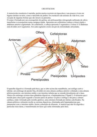 CRUSTÁCEOS
A maioria dos crustáceos é marinha, porém muitos ocorrem em água-doce e uns poucos vivem em
lugares úmidos na terra, como o tatuzinho de jardim. Os crustáceos são animais de vida livre, com
exceção de algumas formas que são sésseis ou parasitas,
O corpo é formado por um exoesqueleto de quitina, um polissacarídeo nitrogenado carbonato de cálcio
transforma o exoesqueloto numa carapaça rígida. Apresenta um cefalotórax (cabeça e tórax) rígido e
abdômen anterior segmentado. No cefalotórax, a cabeça apresenta 5 segmentos e o tórax 8. O abdômen
está dividido em 6 segmentos. Em cada segmento existe um par de extremidades articuladas.
O aparelho digestivo é formado pela boca, que se abre acima das mandíbulas, um esôfago curto e
tubular, um estômago de parede fina, dividido em uma câmara cardíaca anterior e dilatada e uma câmara
pilórica posterior, um intestino médio e um intestino tubular que se estende dorsalmente até o ânus.
Abaixo do estômago existem duas glândulas digestivas, o hepatopâncreas ("fígado"). O alimento que é
trazido para a boca pelo segundo e terceiro pares de pernas vai para o esôfago e daí para a câmara
cardíaca, onde é triturado pelo moinho gástrico, uma estrutura formada por dentes calcificados. Na
câmara pilórica o alimento recebe as enzimas digestivas, eliminadas pelo hepatopâncreas que,
juntamente com o intestino médio, fazem a absorção do alimento. A matéria que não foi digerida e
partículas mais duras, é transformada em fezes que serão eliminadas pelo ânus.
 