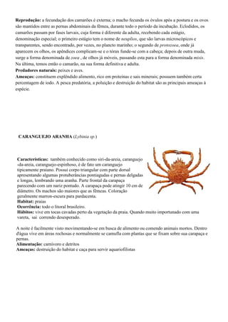 Reprodução: a fecundação dos camarões é externa; o macho fecunda os óvulos após a postura e os ovos
são mantidos entre as pernas abdominais da fêmea, durante todo o período da incubação. Eclodidos, os
camarões passam por fases larvais, cuja forma é diferente da adulta, recebendo cada estágio,
denominação especial; o primeiro estágio tem o nome de neuplios, que são larvas microscópicos e
transparentes, sendo encontrado, por vezes, no plancto marinho; o segundo de protozoea, onde já
aparecem os olhos, os apêndices complicam-se e o tórax funde-se com a cabeça; depois de outra muda,
surge a forma denominada de zoea , de olhos já móveis, passando esta para a forma denominada misis.
Na última, temos então o camarão, na sua forma definitiva e adulta.
Predadores naturais: peixes e aves.
Ameaças: constituem explêndido alimento, rico em proteínas e sais minerais; possuem também certa
percentagem de iodo. A pesca predatória, a poluição e destruição do habitat são as principais ameaças à
espécie.
Características: também conhecido como siri-da-areia, caranguejo
-da-areia, caranguejo-espinhoso, é de fato um caranguejo
tipicamente praiano. Possui corpo triangular com parte dorsal
apresentando algumas protuberâncias pontiagudas e pernas delgadas
e longas, lembrando uma aranha. Parte frontal da carapaça
parecendo com um nariz pontudo. A carapaça pode atingir 10 cm de
diâmetro. Os machos são maiores que as fêmeas. Coloração
geralmente marron-escura para pardacenta.
Habitat: praias
Ocorrência: todo o litoral brasileiro.
Hábitos: vive em tocas cavadas perto da vegetação da praia. Quando muito importunado com uma
vareta, sai correndo desesperado.
CARANGUEJO ARANHA (Lybinia sp.)
A noite é facilmente visto movimentando-se em busca de alimento ou comendo animais mortos. Dentro
d'água vive em áreas rochosas e normalmente se camufla com plantas que se fixam sobre sua carapaça e
pernas.
Alimentação: carnívoro e detritos
Ameaças: destruição do habitat e caça para servir aquariofilistas
 