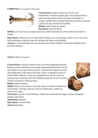 CORRUPTO (Lysiosquilla scabricaud)
Características: chega a atingir cerca de 25 cm de
comprimento. O primeiro par de patas, muito desenvolvido, é
usado tanto para atacar a presa como para se defender. O
urópodo, quando aberto, também funciona para defesa, fechando
a galeria em que o animal está instalado.
Habitat: fundo lodoso ou arenoso
Ocorrência: litoral do Brasil.
Hábitos: cava seus buracos ou aproveita-se dos orifícios deixados por outros animais para neles se
instalar.
Reprodução: a fêmea desova no local onde se abriga e, em caso de perigo, enrola os ovos como uma
bola, prendendo-os junto ao corpo até encontrar um abrigo mais protegido.
Ameaças: é muito utilizado como isca para pesca de robalo. Poluição e destruição do habitat são as
principais ameaças.
CRACA (Balanus balanus)
Características: crustáceo marinho séssil, tem forma totalmente aberrante.
Pequeno animal semelhante a um camarão, permanentemente dentro de sua
casa calcária e que joga alimento na boca. A abertura da carapaça ou manto
está dirigida para o lado oposto da fixação. Assim, os apêndices torácicos
podem filtrar o plâncton. Corpo mal segmentado, provido de 6 pares de
patas que mais se parecem com fios enrolados na pontas. A casca é de feitio
variável, em geral em forma de tulipa.
Habitat: águas litorâneas.
Hábitos: fixam-se em rochas ao nível das marés, em animais marinhos tais
como, baleias, tartarugas, além de cascos de embarcações, sempre em
contato com a água.
Ocorrência: em todo o litoral do Brasil. Abrem sua concha debaixo d'água e fecham a tampinha
quando a maré baixa.
Alimentação: plâncton
Reprodução: é hermafrodita.
Ameaças: poluição
 