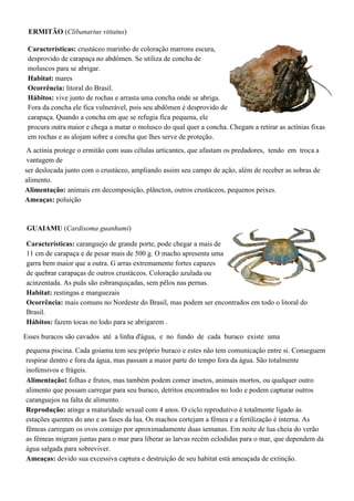 ERMITÃO (Clibanarius vittatus)
Características: crustáceo marinho de coloração marrons escura,
desprovido de carapaça no abdômen. Se utiliza de concha de
moluscos para se abrigar.
Habitat: mares
Ocorrência: litoral do Brasil.
Hábitos: vive junto de rochas e arrasta uma concha onde se abriga.
Fora da concha ele fica vulnerável, pois seu abdômen é desprovido de
carapaça. Quando a concha em que se refugia fica pequena, ele
procura outra maior e chega a matar o molusco do qual quer a concha. Chegam a retirar as actínias fixas
em rochas e as alojam sobre a concha que lhes serve de proteção.
A actínia protege o ermitão com suas células urticantes, que afastam os predadores, tendo em troca a
vantagem de
ser deslocada junto com o crustáceo, ampliando assim seu campo de ação, além de receber as sobras de
alimento.
Alimentação: animais em decomposição, plâncton, outros crustáceos, pequenos peixes.
Ameaças: poluição
GUAIAMU (Cardisoma guanhumi)
Características: caranguejo de grande porte, pode chegar a mais de
11 cm de carapaça e de pesar mais de 500 g. O macho apresenta uma
garra bem maior que a outra. G arras extremamente fortes capazes
de quebrar carapaças de outros crustáceos. Coloração azulada ou
acinzentada. As puãs são esbranquiçadas, sem pêlos nas pernas.
Habitat: restingas e manguezais
Ocorrência: mais comuns no Nordeste do Brasil, mas podem ser encontrados em todo o litoral do
Brasil.
Hábitos: fazem tocas no lodo para se abrigarem .
Esses buracos são cavados até a linha d'água, e no fundo de cada buraco existe uma
pequena piscina. Cada goiamu tem seu próprio buraco e estes não tem comunicação entre si. Conseguem
respirar dentro e fora da água, mas passam a maior parte do tempo fora da água. São totalmente
inofensivos e frágeis.
Alimentação: folhas e frutos, mas também podem comer insetos, animais mortos, ou qualquer outro
alimento que possam carregar para seu buraco, detritos encontrados no lodo e podem capturar outros
caranguejos na falta de alimento.
Reprodução: atinge a maturidade sexual com 4 anos. O ciclo reprodutivo é totalmente ligado às
estações quentes do ano e as fases da lua. Os machos cortejam a fêmea e a fertilização é interna. As
fêmeas carregam os ovos consigo por aproximadamente duas semanas. Em noite de lua cheia do verão
as fêmeas migram juntas para o mar para liberar as larvas recém eclodidas para o mar, que dependem da
água salgada para sobreviver.
Ameaças: devido sua excessiva captura e destruição de seu habitat está ameaçada de extinção.
 