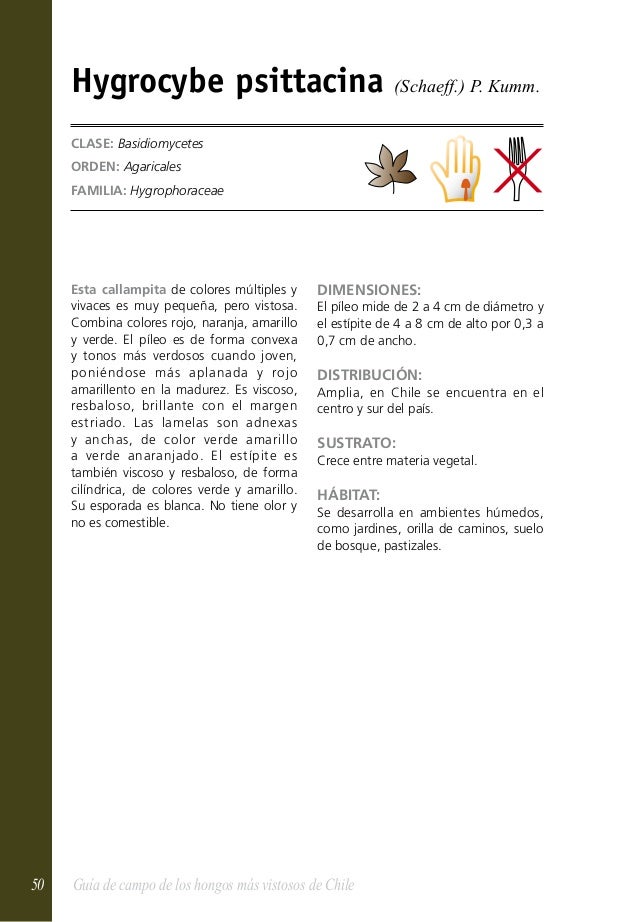 Tap/ón de roble para seta de 1,9 cm 50 unidades