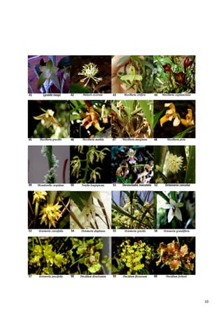 10
Lycaste rossyi Malaxis excavata Maxillaria cerifera Maxillaria cogniauxiana41 42 43 44
Maxillaria gracillis Maxillaria madida Maxillaria marginata Maxillaria picta45 46 47 48
Mesadenella cuspidata Notylia longispicata Oeceoclades maculata Octomeria concolor49 50 51 52
Octomeria crassifolia Octomeria diaphana Octomeria gracilis Octomeria grandiflora53 54 55 56
57 Octomeria juncifolia 58 Oncidium divaricatum 59 Oncidium flexuosum 60 Oncidium forbesii
 
