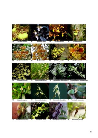 11
Oncidium gardneri Oncidium hians Oncidium hookeri Oncidium longipes61 62 63 64
Oncidium praetextum Oncidium pubes Oncidium pumilum Oncidium sarcodes65 66 67 68
Oncidium varicosum Ornithophora radicans Phymatidium delicatulum69 70 71 72 Phymatidium cf. hysteranthum
Platystele oxyglossa Pleurothallis dryadum Pleurothallis linearifolia Pleurothallis mouraeoides73 74 75 76
77 Plerothallis murexoidea 78 Pleurothallis rubens 79 Pleurothallis saurocephala 80 Pleurothallis arcuata
 