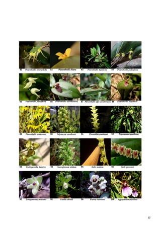 12
Pleurothallis heterophylla Pleurothallis hians Pleurothallis hypnicola Pleurothallis podoglossa81 82 83 84
Pleurothallis pterophora Pleurothallis saundersiana Pleurothallis serpentula85 86 87 Pleurothallis aff. saundersiana 88
Pleurothallis sonderana Polystacyia estrellensis Prescottia montana Promenaea xanthina89 90 91 92
Rodrigueziella handroy Sauroglossum nitidum Stelis modesta Stelis pterostele93 94 95 96
97 Tetragamestus modestus 98 Vanilla edwalli 99 Warrea warreana 100 Zygopetalum maxillare
 
