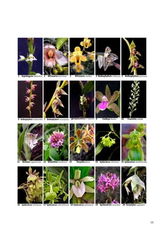 13
1 Aspidogyne bidentifera 2 Bifrenaria harrisoniae 3 Bifrenaria vitellina 4 Bulbophyllum cribbianum 5 Bulbophyllum glutinosum
6 Bulbophyllum luederwaldtii 7 Bulbophyllum warmingianum 8Campylocentrum cf. neglectum 9 Cattleya bicolor 10 Cranichis candida
11 Dichaea cogniauxiana 12 Elleanthus brasiliensis 13 Encyclia patens 14 Epidendrum chlorinum 15 Epidendrum dendrobioides
16 Epidendrum martianum 17 Epidendrum ochrochlorum 18 Epidendrum paranaense 19 Epidendrum secundum 20 Eurystyles cogniauxii
 