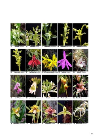 14
21 Gomesa glaziovii 22 Gomesa recurva 23 Habenaria josephensis 24 Habenaria parviflora 25 Habenaria rolfeana
26 Habenaria rupicola 27 Hadrolaelia coccinea 28 Hoffmannseggella crispata 29 Isabelia violacea 30 Isabelia virginalis
31 Isochilus linearis 32 Lankesterella gnomus 33 Malaxis excavata 34 Masdevallia infracta 35 Maxillaria acicularis
36 Maxillaria brasiliensis 37 Maxillaria gracilis 38 Maxillaria madida 39 Maxillaria notylioglossa 40 Maxillaria ochroleuca
 
