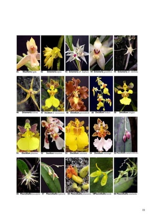 15
41 Maxillaria rigida 42 Octomeria alpina 43 Octomeria aff. diaphana 44 Octomeria grandiflora 45 Octomeria aff. rubrifolia
46 Octomeria wawrae 47 Oncidium aff. batemannianum 48 Oncidium gravesianum 49 Oncidium hookeri 50 Oncidium longipes
51 Oncidium pirarense 52 Oncidium truncatum 53 Oncidium varicosum 54 Oncidium warmingii 55 Pleurothallis cryptophoranthoides
56 Pleurothallisheterophylla 57 Pleurothallis hypnicola 58 Pleurothallis johannensis 59Pleurothallis luteola 60 Pleurothallismalachantha
 
