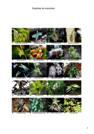 8
Espécies de orquídeas
Amblostoma armeniacum Aspidogyne argentea Barbosella australis Barbosella microphylla1 2 3 4
Barbosella miersii Bifrenaria aureofulva Bifrenaria harrisoniae Bulbophyllum napellii5 6 7 8
Campylocentrum sp. Capanemia gehrtii Capanemia superflua Capanemia theresae9 10 11 12
Catasetum cernuum Catasetum trulla Centroglossa marcroceras Corymborchis flava13 14 15 16
17 Cyclopogon elegans 18 Cyclopogon longibracteatus 19 Dichaea cogniauxiana 20 Dichaea pendula
 