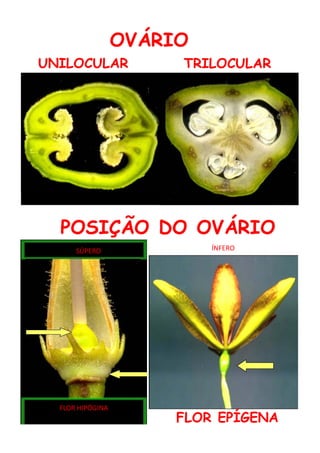 súsSÚPERO ÍNFERO
FLOR HIPÓGINA
 