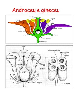 Androceu e gineceu
 