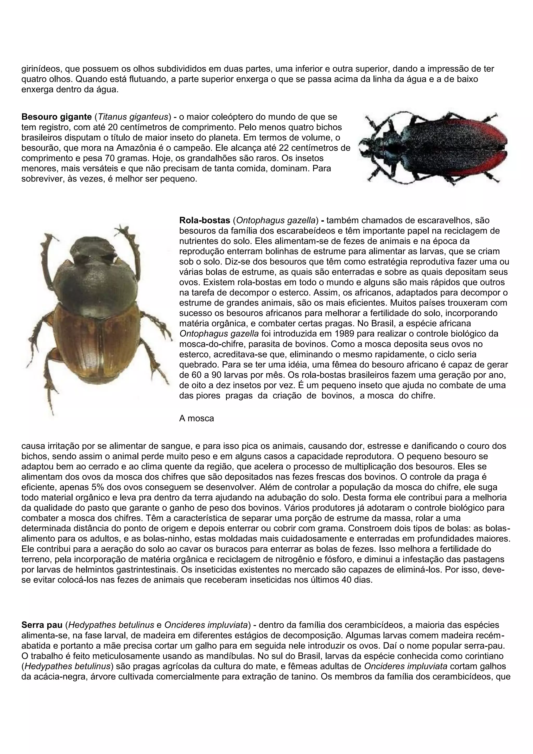 girinídeos, que possuem os olhos subdivididos em duas partes, uma inferior e outra superior, dando a impressão de ter
quatro olhos. Quando está flutuando, a parte superior enxerga o que se passa acima da linha da água e a de baixo
enxerga dentro da água.
Besouro gigante (Titanus giganteus) - o maior coleóptero do mundo de que se
tem registro, com até 20 centímetros de comprimento. Pelo menos quatro bichos
brasileiros disputam o título de maior inseto do planeta. Em termos de volume, o
besourão, que mora na Amazônia é o campeão. Ele alcança até 22 centímetros de
comprimento e pesa 70 gramas. Hoje, os grandalhões são raros. Os insetos
menores, mais versáteis e que não precisam de tanta comida, dominam. Para
sobreviver, às vezes, é melhor ser pequeno.
Rola-bostas (Ontophagus gazella) - também chamados de escaravelhos, são
besouros da família dos escarabeídeos e têm importante papel na reciclagem de
nutrientes do solo. Eles alimentam-se de fezes de animais e na época da
reprodução enterram bolinhas de estrume para alimentar as larvas, que se criam
sob o solo. Diz-se dos besouros que têm como estratégia reprodutiva fazer uma ou
várias bolas de estrume, as quais são enterradas e sobre as quais depositam seus
ovos. Existem rola-bostas em todo o mundo e alguns são mais rápidos que outros
na tarefa de decompor o esterco. Assim, os africanos, adaptados para decompor o
estrume de grandes animais, são os mais eficientes. Muitos países trouxeram com
sucesso os besouros africanos para melhorar a fertilidade do solo, incorporando
matéria orgânica, e combater certas pragas. No Brasil, a espécie africana
Ontophagus gazella foi introduzida em 1989 para realizar o controle biológico da
mosca-do-chifre, parasita de bovinos. Como a mosca deposita seus ovos no
esterco, acreditava-se que, eliminando o mesmo rapidamente, o ciclo seria
quebrado. Para se ter uma idéia, uma fêmea do besouro africano é capaz de gerar
de 60 a 90 larvas por mês. Os rola-bostas brasileiros fazem uma geração por ano,
de oito a dez insetos por vez. É um pequeno inseto que ajuda no combate de uma
das piores pragas da criação de bovinos, a mosca do chifre.
A mosca
causa irritação por se alimentar de sangue, e para isso pica os animais, causando dor, estresse e danificando o couro dos
bichos, sendo assim o animal perde muito peso e em alguns casos a capacidade reprodutora. O pequeno besouro se
adaptou bem ao cerrado e ao clima quente da região, que acelera o processo de multiplicação dos besouros. Eles se
alimentam dos ovos da mosca dos chifres que são depositados nas fezes frescas dos bovinos. O controle da praga é
eficiente, apenas 5% dos ovos conseguem se desenvolver. Além de controlar a população da mosca do chifre, ele suga
todo material orgânico e leva pra dentro da terra ajudando na adubação do solo. Desta forma ele contribui para a melhoria
da qualidade do pasto que garante o ganho de peso dos bovinos. Vários produtores já adotaram o controle biológico para
combater a mosca dos chifres. Têm a característica de separar uma porção de estrume da massa, rolar a uma
determinada distância do ponto de origem e depois enterrar ou cobrir com grama. Constroem dois tipos de bolas: as bolas-
alimento para os adultos, e as bolas-ninho, estas moldadas mais cuidadosamente e enterradas em profundidades maiores.
Ele contribui para a aeração do solo ao cavar os buracos para enterrar as bolas de fezes. Isso melhora a fertilidade do
terreno, pela incorporação de matéria orgânica e reciclagem de nitrogênio e fósforo, e diminui a infestação das pastagens
por larvas de helmintos gastrintestinais. Os inseticidas existentes no mercado são capazes de eliminá-los. Por isso, deve-
se evitar colocá-los nas fezes de animais que receberam inseticidas nos últimos 40 dias.
Serra pau (Hedypathes betulinus e Oncideres impluviata) - dentro da família dos cerambicídeos, a maioria das espécies
alimenta-se, na fase larval, de madeira em diferentes estágios de decomposição. Algumas larvas comem madeira recém-
abatida e portanto a mãe precisa cortar um galho para em seguida nele introduzir os ovos. Daí o nome popular serra-pau.
O trabalho é feito meticulosamente usando as mandíbulas. No sul do Brasil, larvas da espécie conhecida como corintiano
(Hedypathes betulinus) são pragas agrícolas da cultura do mate, e fêmeas adultas de Oncideres impluviata cortam galhos
da acácia-negra, árvore cultivada comercialmente para extração de tanino. Os membros da família dos cerambicídeos, que
 