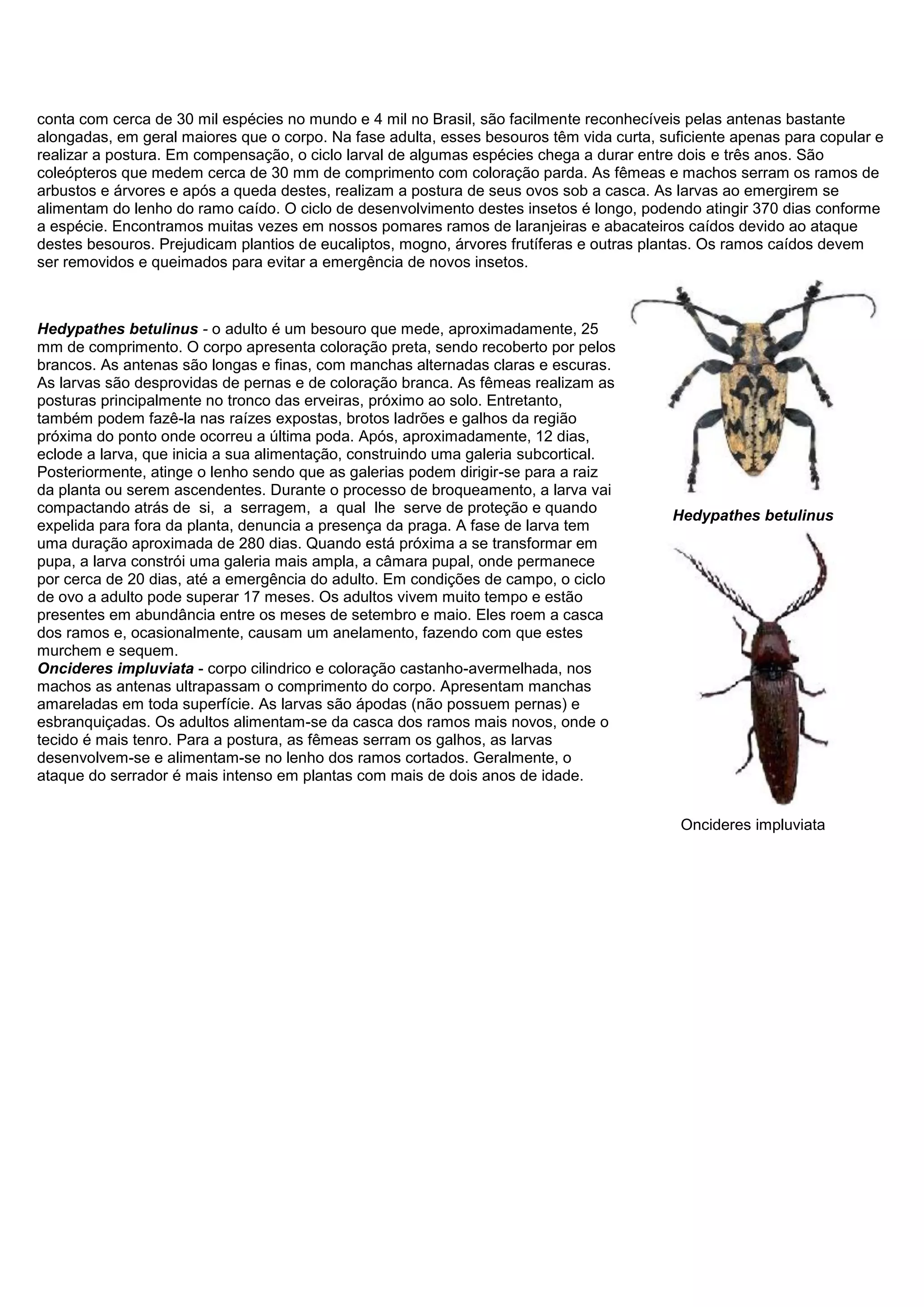 conta com cerca de 30 mil espécies no mundo e 4 mil no Brasil, são facilmente reconhecíveis pelas antenas bastante
alongadas, em geral maiores que o corpo. Na fase adulta, esses besouros têm vida curta, suficiente apenas para copular e
realizar a postura. Em compensação, o ciclo larval de algumas espécies chega a durar entre dois e três anos. São
coleópteros que medem cerca de 30 mm de comprimento com coloração parda. As fêmeas e machos serram os ramos de
arbustos e árvores e após a queda destes, realizam a postura de seus ovos sob a casca. As larvas ao emergirem se
alimentam do lenho do ramo caído. O ciclo de desenvolvimento destes insetos é longo, podendo atingir 370 dias conforme
a espécie. Encontramos muitas vezes em nossos pomares ramos de laranjeiras e abacateiros caídos devido ao ataque
destes besouros. Prejudicam plantios de eucaliptos, mogno, árvores frutíferas e outras plantas. Os ramos caídos devem
ser removidos e queimados para evitar a emergência de novos insetos.
Hedypathes betulinus - o adulto é um besouro que mede, aproximadamente, 25
mm de comprimento. O corpo apresenta coloração preta, sendo recoberto por pelos
brancos. As antenas são longas e finas, com manchas alternadas claras e escuras.
As larvas são desprovidas de pernas e de coloração branca. As fêmeas realizam as
posturas principalmente no tronco das erveiras, próximo ao solo. Entretanto,
também podem fazê-la nas raízes expostas, brotos ladrões e galhos da região
próxima do ponto onde ocorreu a última poda. Após, aproximadamente, 12 dias,
eclode a larva, que inicia a sua alimentação, construindo uma galeria subcortical.
Posteriormente, atinge o lenho sendo que as galerias podem dirigir-se para a raiz
da planta ou serem ascendentes. Durante o processo de broqueamento, a larva vai
compactando atrás de si, a serragem, a qual lhe serve de proteção e quando
expelida para fora da planta, denuncia a presença da praga. A fase de larva tem
uma duração aproximada de 280 dias. Quando está próxima a se transformar em
pupa, a larva constrói uma galeria mais ampla, a câmara pupal, onde permanece
por cerca de 20 dias, até a emergência do adulto. Em condições de campo, o ciclo
de ovo a adulto pode superar 17 meses. Os adultos vivem muito tempo e estão
presentes em abundância entre os meses de setembro e maio. Eles roem a casca
dos ramos e, ocasionalmente, causam um anelamento, fazendo com que estes
murchem e sequem.
Oncideres impluviata - corpo cilindrico e coloração castanho-avermelhada, nos
machos as antenas ultrapassam o comprimento do corpo. Apresentam manchas
amareladas em toda superfície. As larvas são ápodas (não possuem pernas) e
esbranquiçadas. Os adultos alimentam-se da casca dos ramos mais novos, onde o
tecido é mais tenro. Para a postura, as fêmeas serram os galhos, as larvas
desenvolvem-se e alimentam-se no lenho dos ramos cortados. Geralmente, o
ataque do serrador é mais intenso em plantas com mais de dois anos de idade.
Hedypathes betulinus
Oncideres impluviata
 