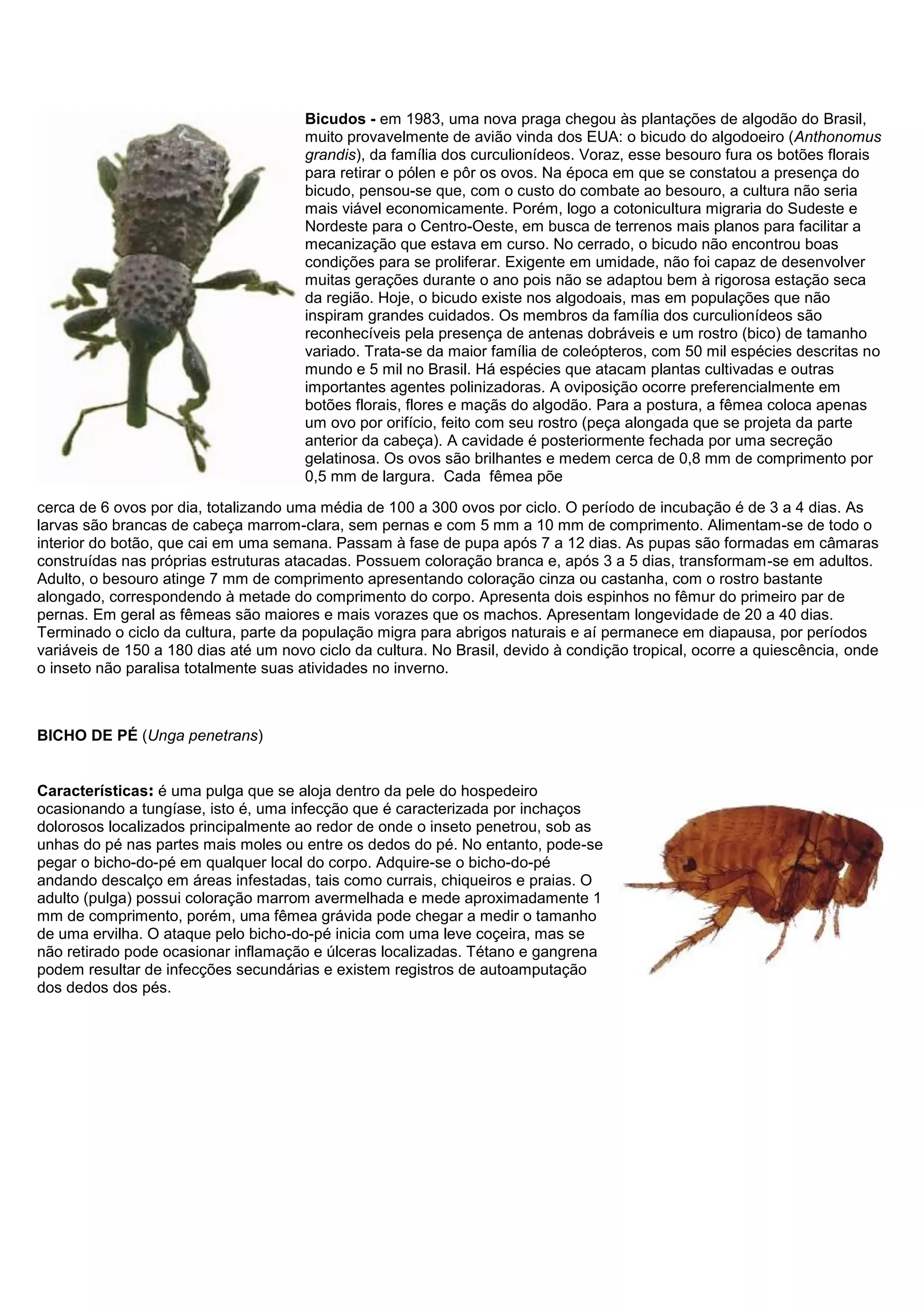 Bicudos - em 1983, uma nova praga chegou às plantações de algodão do Brasil,
muito provavelmente de avião vinda dos EUA: o bicudo do algodoeiro (Anthonomus
grandis), da família dos curculionídeos. Voraz, esse besouro fura os botões florais
para retirar o pólen e pôr os ovos. Na época em que se constatou a presença do
bicudo, pensou-se que, com o custo do combate ao besouro, a cultura não seria
mais viável economicamente. Porém, logo a cotonicultura migraria do Sudeste e
Nordeste para o Centro-Oeste, em busca de terrenos mais planos para facilitar a
mecanização que estava em curso. No cerrado, o bicudo não encontrou boas
condições para se proliferar. Exigente em umidade, não foi capaz de desenvolver
muitas gerações durante o ano pois não se adaptou bem à rigorosa estação seca
da região. Hoje, o bicudo existe nos algodoais, mas em populações que não
inspiram grandes cuidados. Os membros da família dos curculionídeos são
reconhecíveis pela presença de antenas dobráveis e um rostro (bico) de tamanho
variado. Trata-se da maior família de coleópteros, com 50 mil espécies descritas no
mundo e 5 mil no Brasil. Há espécies que atacam plantas cultivadas e outras
importantes agentes polinizadoras. A oviposição ocorre preferencialmente em
botões florais, flores e maçãs do algodão. Para a postura, a fêmea coloca apenas
um ovo por orifício, feito com seu rostro (peça alongada que se projeta da parte
anterior da cabeça). A cavidade é posteriormente fechada por uma secreção
gelatinosa. Os ovos são brilhantes e medem cerca de 0,8 mm de comprimento por
0,5 mm de largura. Cada fêmea põe
cerca de 6 ovos por dia, totalizando uma média de 100 a 300 ovos por ciclo. O período de incubação é de 3 a 4 dias. As
larvas são brancas de cabeça marrom-clara, sem pernas e com 5 mm a 10 mm de comprimento. Alimentam-se de todo o
interior do botão, que cai em uma semana. Passam à fase de pupa após 7 a 12 dias. As pupas são formadas em câmaras
construídas nas próprias estruturas atacadas. Possuem coloração branca e, após 3 a 5 dias, transformam-se em adultos.
Adulto, o besouro atinge 7 mm de comprimento apresentando coloração cinza ou castanha, com o rostro bastante
alongado, correspondendo à metade do comprimento do corpo. Apresenta dois espinhos no fêmur do primeiro par de
pernas. Em geral as fêmeas são maiores e mais vorazes que os machos. Apresentam longevidade de 20 a 40 dias.
Terminado o ciclo da cultura, parte da população migra para abrigos naturais e aí permanece em diapausa, por períodos
variáveis de 150 a 180 dias até um novo ciclo da cultura. No Brasil, devido à condição tropical, ocorre a quiescência, onde
o inseto não paralisa totalmente suas atividades no inverno.
BICHO DE PÉ (Unga penetrans)
Características: é uma pulga que se aloja dentro da pele do hospedeiro
ocasionando a tungíase, isto é, uma infecção que é caracterizada por inchaços
dolorosos localizados principalmente ao redor de onde o inseto penetrou, sob as
unhas do pé nas partes mais moles ou entre os dedos do pé. No entanto, pode-se
pegar o bicho-do-pé em qualquer local do corpo. Adquire-se o bicho-do-pé
andando descalço em áreas infestadas, tais como currais, chiqueiros e praias. O
adulto (pulga) possui coloração marrom avermelhada e mede aproximadamente 1
mm de comprimento, porém, uma fêmea grávida pode chegar a medir o tamanho
de uma ervilha. O ataque pelo bicho-do-pé inicia com uma leve coçeira, mas se
não retirado pode ocasionar inflamação e úlceras localizadas. Tétano e gangrena
podem resultar de infecções secundárias e existem registros de autoamputação
dos dedos dos pés.
 