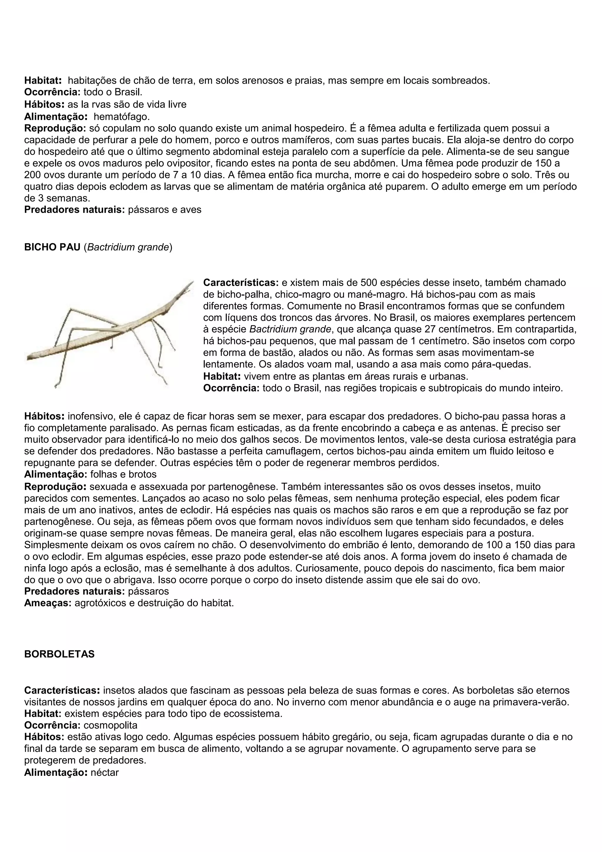 Habitat: habitações de chão de terra, em solos arenosos e praias, mas sempre em locais sombreados.
Ocorrência: todo o Brasil.
Hábitos: as la rvas são de vida livre
Alimentação: hematófago.
Reprodução: só copulam no solo quando existe um animal hospedeiro. É a fêmea adulta e fertilizada quem possui a
capacidade de perfurar a pele do homem, porco e outros mamíferos, com suas partes bucais. Ela aloja-se dentro do corpo
do hospedeiro até que o último segmento abdominal esteja paralelo com a superfície da pele. Alimenta-se de seu sangue
e expele os ovos maduros pelo ovipositor, ficando estes na ponta de seu abdômen. Uma fêmea pode produzir de 150 a
200 ovos durante um período de 7 a 10 dias. A fêmea então fica murcha, morre e cai do hospedeiro sobre o solo. Três ou
quatro dias depois eclodem as larvas que se alimentam de matéria orgânica até puparem. O adulto emerge em um período
de 3 semanas.
Predadores naturais: pássaros e aves
BICHO PAU (Bactridium grande)
Características: e xistem mais de 500 espécies desse inseto, também chamado
de bicho-palha, chico-magro ou mané-magro. Há bichos-pau com as mais
diferentes formas. Comumente no Brasil encontramos formas que se confundem
com líquens dos troncos das árvores. No Brasil, os maiores exemplares pertencem
à espécie Bactridium grande, que alcança quase 27 centímetros. Em contrapartida,
há bichos-pau pequenos, que mal passam de 1 centímetro. São insetos com corpo
em forma de bastão, alados ou não. As formas sem asas movimentam-se
lentamente. Os alados voam mal, usando a asa mais como pára-quedas.
Habitat: vivem entre as plantas em áreas rurais e urbanas.
Ocorrência: todo o Brasil, nas regiões tropicais e subtropicais do mundo inteiro.
Hábitos: inofensivo, ele é capaz de ficar horas sem se mexer, para escapar dos predadores. O bicho-pau passa horas a
fio completamente paralisado. As pernas ficam esticadas, as da frente encobrindo a cabeça e as antenas. É preciso ser
muito observador para identificá-lo no meio dos galhos secos. De movimentos lentos, vale-se desta curiosa estratégia para
se defender dos predadores. Não bastasse a perfeita camuflagem, certos bichos-pau ainda emitem um fluido leitoso e
repugnante para se defender. Outras espécies têm o poder de regenerar membros perdidos.
Alimentação: folhas e brotos
Reprodução: sexuada e assexuada por partenogênese. Também interessantes são os ovos desses insetos, muito
parecidos com sementes. Lançados ao acaso no solo pelas fêmeas, sem nenhuma proteção especial, eles podem ficar
mais de um ano inativos, antes de eclodir. Há espécies nas quais os machos são raros e em que a reprodução se faz por
partenogênese. Ou seja, as fêmeas põem ovos que formam novos indivíduos sem que tenham sido fecundados, e deles
originam-se quase sempre novas fêmeas. De maneira geral, elas não escolhem lugares especiais para a postura.
Simplesmente deixam os ovos caírem no chão. O desenvolvimento do embrião é lento, demorando de 100 a 150 dias para
o ovo eclodir. Em algumas espécies, esse prazo pode estender-se até dois anos. A forma jovem do inseto é chamada de
ninfa logo após a eclosão, mas é semelhante à dos adultos. Curiosamente, pouco depois do nascimento, fica bem maior
do que o ovo que o abrigava. Isso ocorre porque o corpo do inseto distende assim que ele sai do ovo.
Predadores naturais: pássaros
Ameaças: agrotóxicos e destruição do habitat.
BORBOLETAS
Características: insetos alados que fascinam as pessoas pela beleza de suas formas e cores. As borboletas são eternos
visitantes de nossos jardins em qualquer época do ano. No inverno com menor abundância e o auge na primavera-verão.
Habitat: existem espécies para todo tipo de ecossistema.
Ocorrência: cosmopolita
Hábitos: estão ativas logo cedo. Algumas espécies possuem hábito gregário, ou seja, ficam agrupadas durante o dia e no
final da tarde se separam em busca de alimento, voltando a se agrupar novamente. O agrupamento serve para se
protegerem de predadores.
Alimentação: néctar
 