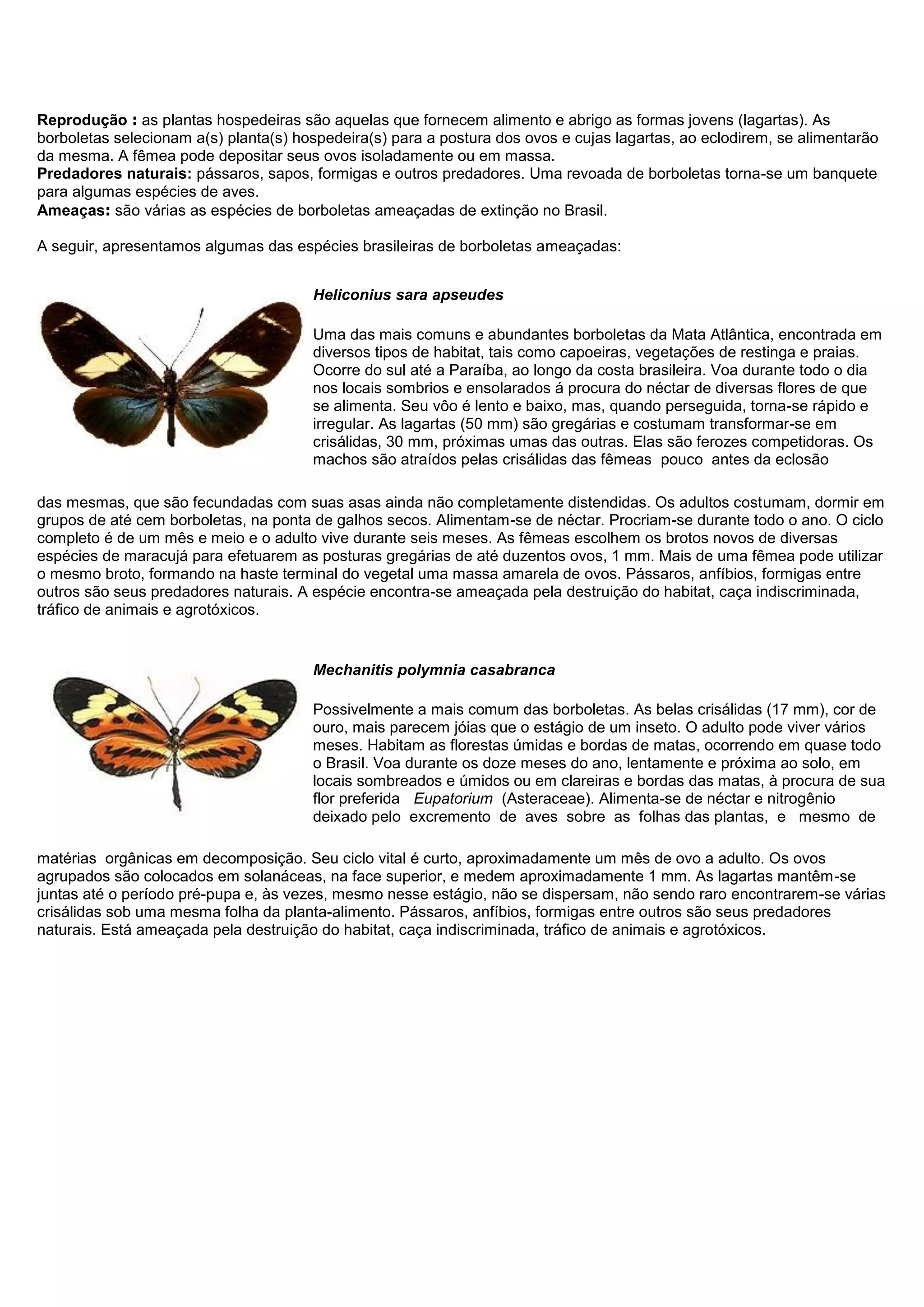 Reprodução : as plantas hospedeiras são aquelas que fornecem alimento e abrigo as formas jovens (lagartas). As
borboletas selecionam a(s) planta(s) hospedeira(s) para a postura dos ovos e cujas lagartas, ao eclodirem, se alimentarão
da mesma. A fêmea pode depositar seus ovos isoladamente ou em massa.
Predadores naturais: pássaros, sapos, formigas e outros predadores. Uma revoada de borboletas torna-se um banquete
para algumas espécies de aves.
Ameaças: são várias as espécies de borboletas ameaçadas de extinção no Brasil.
A seguir, apresentamos algumas das espécies brasileiras de borboletas ameaçadas:
Heliconius sara apseudes
Uma das mais comuns e abundantes borboletas da Mata Atlântica, encontrada em
diversos tipos de habitat, tais como capoeiras, vegetações de restinga e praias.
Ocorre do sul até a Paraíba, ao longo da costa brasileira. Voa durante todo o dia
nos locais sombrios e ensolarados á procura do néctar de diversas flores de que
se alimenta. Seu vôo é lento e baixo, mas, quando perseguida, torna-se rápido e
irregular. As lagartas (50 mm) são gregárias e costumam transformar-se em
crisálidas, 30 mm, próximas umas das outras. Elas são ferozes competidoras. Os
machos são atraídos pelas crisálidas das fêmeas pouco antes da eclosão
das mesmas, que são fecundadas com suas asas ainda não completamente distendidas. Os adultos costumam, dormir em
grupos de até cem borboletas, na ponta de galhos secos. Alimentam-se de néctar. Procriam-se durante todo o ano. O ciclo
completo é de um mês e meio e o adulto vive durante seis meses. As fêmeas escolhem os brotos novos de diversas
espécies de maracujá para efetuarem as posturas gregárias de até duzentos ovos, 1 mm. Mais de uma fêmea pode utilizar
o mesmo broto, formando na haste terminal do vegetal uma massa amarela de ovos. Pássaros, anfíbios, formigas entre
outros são seus predadores naturais. A espécie encontra-se ameaçada pela destruição do habitat, caça indiscriminada,
tráfico de animais e agrotóxicos.
Mechanitis polymnia casabranca
Possivelmente a mais comum das borboletas. As belas crisálidas (17 mm), cor de
ouro, mais parecem jóias que o estágio de um inseto. O adulto pode viver vários
meses. Habitam as florestas úmidas e bordas de matas, ocorrendo em quase todo
o Brasil. Voa durante os doze meses do ano, lentamente e próxima ao solo, em
locais sombreados e úmidos ou em clareiras e bordas das matas, à procura de sua
flor preferida Eupatorium (Asteraceae). Alimenta-se de néctar e nitrogênio
deixado pelo excremento de aves sobre as folhas das plantas, e mesmo de
matérias orgânicas em decomposição. Seu ciclo vital é curto, aproximadamente um mês de ovo a adulto. Os ovos
agrupados são colocados em solanáceas, na face superior, e medem aproximadamente 1 mm. As lagartas mantêm-se
juntas até o período pré-pupa e, às vezes, mesmo nesse estágio, não se dispersam, não sendo raro encontrarem-se várias
crisálidas sob uma mesma folha da planta-alimento. Pássaros, anfíbios, formigas entre outros são seus predadores
naturais. Está ameaçada pela destruição do habitat, caça indiscriminada, tráfico de animais e agrotóxicos.
 