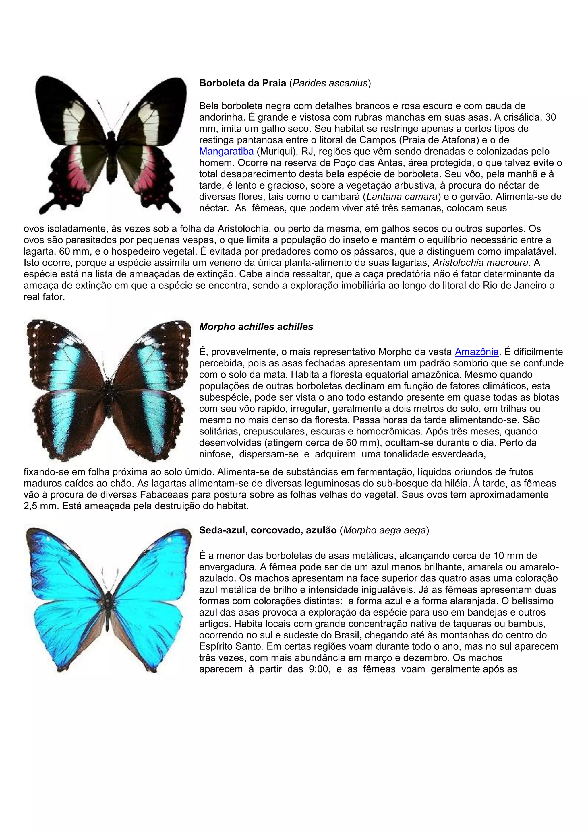 Borboleta da Praia (Parides ascanius)
Bela borboleta negra com detalhes brancos e rosa escuro e com cauda de
andorinha. É grande e vistosa com rubras manchas em suas asas. A crisálida, 30
mm, imita um galho seco. Seu habitat se restringe apenas a certos tipos de
restinga pantanosa entre o litoral de Campos (Praia de Atafona) e o de
Mangaratiba (Muriqui), RJ, regiões que vêm sendo drenadas e colonizadas pelo
homem. Ocorre na reserva de Poço das Antas, área protegida, o que talvez evite o
total desaparecimento desta bela espécie de borboleta. Seu vôo, pela manhã e à
tarde, é lento e gracioso, sobre a vegetação arbustiva, à procura do néctar de
diversas flores, tais como o cambará (Lantana camara) e o gervão. Alimenta-se de
néctar. As fêmeas, que podem viver até três semanas, colocam seus
ovos isoladamente, às vezes sob a folha da Aristolochia, ou perto da mesma, em galhos secos ou outros suportes. Os
ovos são parasitados por pequenas vespas, o que limita a população do inseto e mantém o equilíbrio necessário entre a
lagarta, 60 mm, e o hospedeiro vegetal. É evitada por predadores como os pássaros, que a distinguem como impalatável.
Isto ocorre, porque a espécie assimila um veneno da única planta-alimento de suas lagartas, Aristolochia macroura. A
espécie está na lista de ameaçadas de extinção. Cabe ainda ressaltar, que a caça predatória não é fator determinante da
ameaça de extinção em que a espécie se encontra, sendo a exploração imobiliária ao longo do litoral do Rio de Janeiro o
real fator.
Morpho achilles achilles
É, provavelmente, o mais representativo Morpho da vasta Amazônia. É dificilmente
percebida, pois as asas fechadas apresentam um padrão sombrio que se confunde
com o solo da mata. Habita a floresta equatorial amazônica. Mesmo quando
populações de outras borboletas declinam em função de fatores climáticos, esta
subespécie, pode ser vista o ano todo estando presente em quase todas as biotas
com seu vôo rápido, irregular, geralmente a dois metros do solo, em trilhas ou
mesmo no mais denso da floresta. Passa horas da tarde alimentando-se. São
solitárias, crepusculares, escuras e homocrômicas. Após três meses, quando
desenvolvidas (atingem cerca de 60 mm), ocultam-se durante o dia. Perto da
ninfose, dispersam-se e adquirem uma tonalidade esverdeada,
fixando-se em folha próxima ao solo úmido. Alimenta-se de substâncias em fermentação, líquidos oriundos de frutos
maduros caídos ao chão. As lagartas alimentam-se de diversas leguminosas do sub-bosque da hiléia. À tarde, as fêmeas
vão à procura de diversas Fabaceaes para postura sobre as folhas velhas do vegetal. Seus ovos tem aproximadamente
2,5 mm. Está ameaçada pela destruição do habitat.
Seda-azul, corcovado, azulão (Morpho aega aega)
É a menor das borboletas de asas metálicas, alcançando cerca de 10 mm de
envergadura. A fêmea pode ser de um azul menos brilhante, amarela ou amarelo-
azulado. Os machos apresentam na face superior das quatro asas uma coloração
azul metálica de brilho e intensidade inigualáveis. Já as fêmeas apresentam duas
formas com colorações distintas: a forma azul e a forma alaranjada. O belíssimo
azul das asas provoca a exploração da espécie para uso em bandejas e outros
artigos. Habita locais com grande concentração nativa de taquaras ou bambus,
ocorrendo no sul e sudeste do Brasil, chegando até às montanhas do centro do
Espírito Santo. Em certas regiões voam durante todo o ano, mas no sul aparecem
três vezes, com mais abundância em março e dezembro. Os machos
aparecem à partir das 9:00, e as fêmeas voam geralmente após as
 