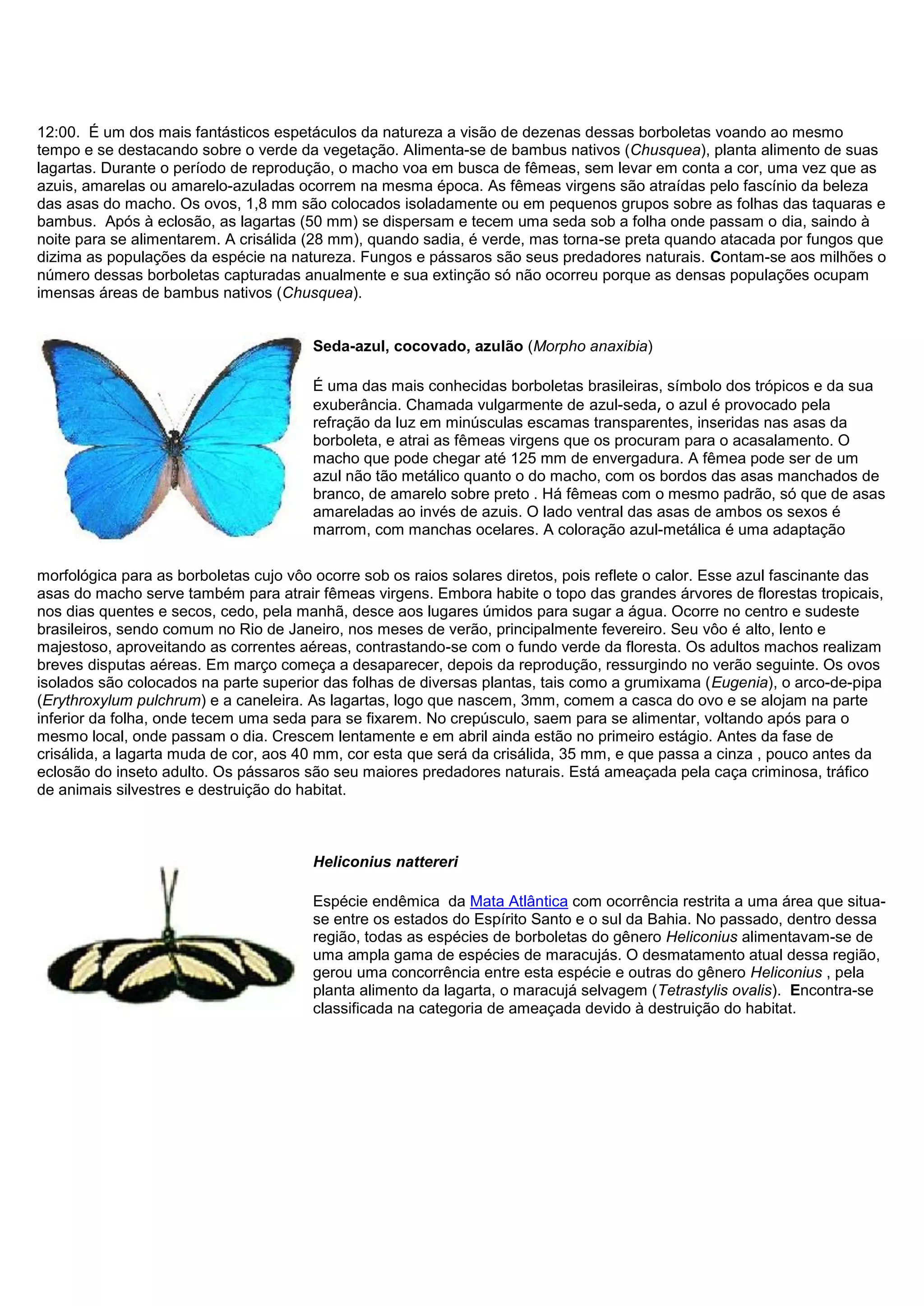 12:00. É um dos mais fantásticos espetáculos da natureza a visão de dezenas dessas borboletas voando ao mesmo
tempo e se destacando sobre o verde da vegetação. Alimenta-se de bambus nativos (Chusquea), planta alimento de suas
lagartas. Durante o período de reprodução, o macho voa em busca de fêmeas, sem levar em conta a cor, uma vez que as
azuis, amarelas ou amarelo-azuladas ocorrem na mesma época. As fêmeas virgens são atraídas pelo fascínio da beleza
das asas do macho. Os ovos, 1,8 mm são colocados isoladamente ou em pequenos grupos sobre as folhas das taquaras e
bambus. Após à eclosão, as lagartas (50 mm) se dispersam e tecem uma seda sob a folha onde passam o dia, saindo à
noite para se alimentarem. A crisálida (28 mm), quando sadia, é verde, mas torna-se preta quando atacada por fungos que
dizima as populações da espécie na natureza. Fungos e pássaros são seus predadores naturais. Contam-se aos milhões o
número dessas borboletas capturadas anualmente e sua extinção só não ocorreu porque as densas populações ocupam
imensas áreas de bambus nativos (Chusquea).
Seda-azul, cocovado, azulão (Morpho anaxibia)
É uma das mais conhecidas borboletas brasileiras, símbolo dos trópicos e da sua
exuberância. Chamada vulgarmente de azul-seda, o azul é provocado pela
refração da luz em minúsculas escamas transparentes, inseridas nas asas da
borboleta, e atrai as fêmeas virgens que os procuram para o acasalamento. O
macho que pode chegar até 125 mm de envergadura. A fêmea pode ser de um
azul não tão metálico quanto o do macho, com os bordos das asas manchados de
branco, de amarelo sobre preto . Há fêmeas com o mesmo padrão, só que de asas
amareladas ao invés de azuis. O lado ventral das asas de ambos os sexos é
marrom, com manchas ocelares. A coloração azul-metálica é uma adaptação
morfológica para as borboletas cujo vôo ocorre sob os raios solares diretos, pois reflete o calor. Esse azul fascinante das
asas do macho serve também para atrair fêmeas virgens. Embora habite o topo das grandes árvores de florestas tropicais,
nos dias quentes e secos, cedo, pela manhã, desce aos lugares úmidos para sugar a água. Ocorre no centro e sudeste
brasileiros, sendo comum no Rio de Janeiro, nos meses de verão, principalmente fevereiro. Seu vôo é alto, lento e
majestoso, aproveitando as correntes aéreas, contrastando-se com o fundo verde da floresta. Os adultos machos realizam
breves disputas aéreas. Em março começa a desaparecer, depois da reprodução, ressurgindo no verão seguinte. Os ovos
isolados são colocados na parte superior das folhas de diversas plantas, tais como a grumixama (Eugenia), o arco-de-pipa
(Erythroxylum pulchrum) e a caneleira. As lagartas, logo que nascem, 3mm, comem a casca do ovo e se alojam na parte
inferior da folha, onde tecem uma seda para se fixarem. No crepúsculo, saem para se alimentar, voltando após para o
mesmo local, onde passam o dia. Crescem lentamente e em abril ainda estão no primeiro estágio. Antes da fase de
crisálida, a lagarta muda de cor, aos 40 mm, cor esta que será da crisálida, 35 mm, e que passa a cinza , pouco antes da
eclosão do inseto adulto. Os pássaros são seu maiores predadores naturais. Está ameaçada pela caça criminosa, tráfico
de animais silvestres e destruição do habitat.
Heliconius nattereri
Espécie endêmica da Mata Atlântica com ocorrência restrita a uma área que situa-
se entre os estados do Espírito Santo e o sul da Bahia. No passado, dentro dessa
região, todas as espécies de borboletas do gênero Heliconius alimentavam-se de
uma ampla gama de espécies de maracujás. O desmatamento atual dessa região,
gerou uma concorrência entre esta espécie e outras do gênero Heliconius , pela
planta alimento da lagarta, o maracujá selvagem (Tetrastylis ovalis). Encontra-se
classificada na categoria de ameaçada devido à destruição do habitat.
 