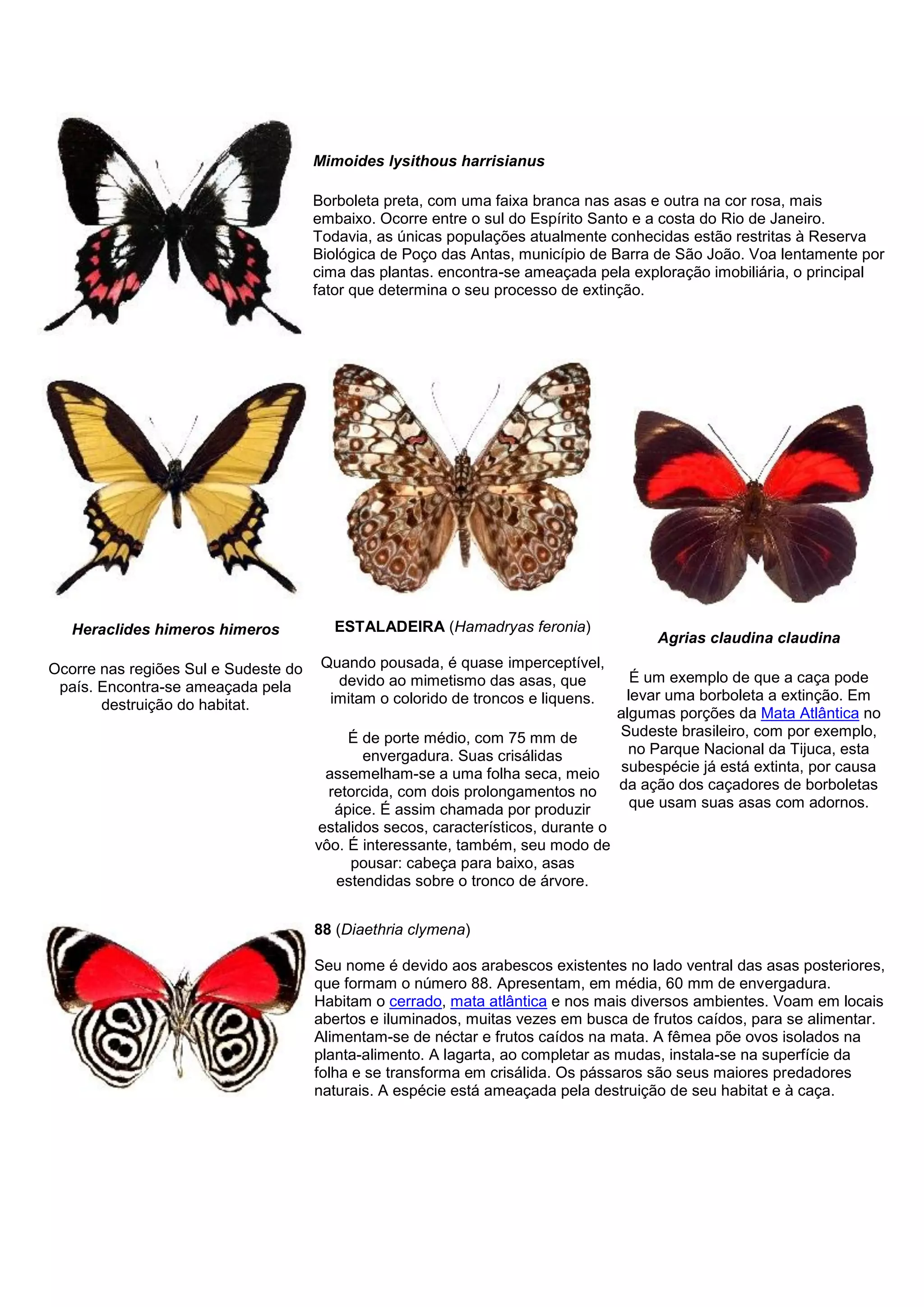Mimoides lysithous harrisianus
Borboleta preta, com uma faixa branca nas asas e outra na cor rosa, mais
embaixo. Ocorre entre o sul do Espírito Santo e a costa do Rio de Janeiro.
Todavia, as únicas populações atualmente conhecidas estão restritas à Reserva
Biológica de Poço das Antas, município de Barra de São João. Voa lentamente por
cima das plantas. encontra-se ameaçada pela exploração imobiliária, o principal
fator que determina o seu processo de extinção.
Heraclides himeros himeros
Ocorre nas regiões Sul e Sudeste do
país. Encontra-se ameaçada pela
destruição do habitat.
ESTALADEIRA (Hamadryas feronia)
Quando pousada, é quase imperceptível,
devido ao mimetismo das asas, que
imitam o colorido de troncos e liquens.
É de porte médio, com 75 mm de
envergadura. Suas crisálidas
assemelham-se a uma folha seca, meio
retorcida, com dois prolongamentos no
ápice. É assim chamada por produzir
estalidos secos, característicos, durante o
vôo. É interessante, também, seu modo de
pousar: cabeça para baixo, asas
estendidas sobre o tronco de árvore.
Agrias claudina claudina
É um exemplo de que a caça pode
levar uma borboleta a extinção. Em
algumas porções da Mata Atlântica no
Sudeste brasileiro, com por exemplo,
no Parque Nacional da Tijuca, esta
subespécie já está extinta, por causa
da ação dos caçadores de borboletas
que usam suas asas com adornos.
88 (Diaethria clymena)
Seu nome é devido aos arabescos existentes no lado ventral das asas posteriores,
que formam o número 88. Apresentam, em média, 60 mm de envergadura.
Habitam o cerrado, mata atlântica e nos mais diversos ambientes. Voam em locais
abertos e iluminados, muitas vezes em busca de frutos caídos, para se alimentar.
Alimentam-se de néctar e frutos caídos na mata. A fêmea põe ovos isolados na
planta-alimento. A lagarta, ao completar as mudas, instala-se na superfície da
folha e se transforma em crisálida. Os pássaros são seus maiores predadores
naturais. A espécie está ameaçada pela destruição de seu habitat e à caça.
 