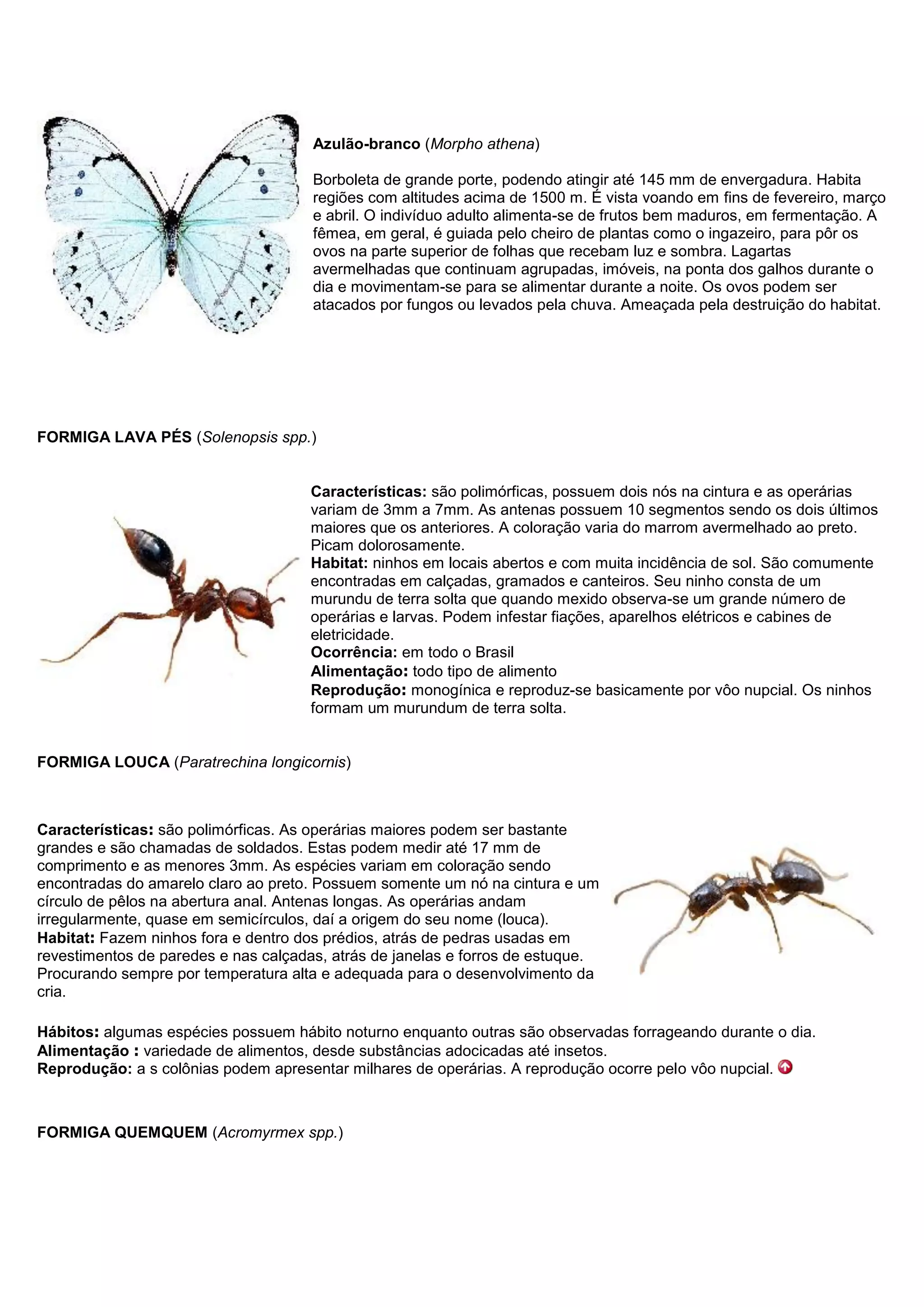 Azulão-branco (Morpho athena)
Borboleta de grande porte, podendo atingir até 145 mm de envergadura. Habita
regiões com altitudes acima de 1500 m. É vista voando em fins de fevereiro, março
e abril. O indivíduo adulto alimenta-se de frutos bem maduros, em fermentação. A
fêmea, em geral, é guiada pelo cheiro de plantas como o ingazeiro, para pôr os
ovos na parte superior de folhas que recebam luz e sombra. Lagartas
avermelhadas que continuam agrupadas, imóveis, na ponta dos galhos durante o
dia e movimentam-se para se alimentar durante a noite. Os ovos podem ser
atacados por fungos ou levados pela chuva. Ameaçada pela destruição do habitat.
FORMIGA LAVA PÉS (Solenopsis spp.)
Características: são polimórficas, possuem dois nós na cintura e as operárias
variam de 3mm a 7mm. As antenas possuem 10 segmentos sendo os dois últimos
maiores que os anteriores. A coloração varia do marrom avermelhado ao preto.
Picam dolorosamente.
Habitat: ninhos em locais abertos e com muita incidência de sol. São comumente
encontradas em calçadas, gramados e canteiros. Seu ninho consta de um
murundu de terra solta que quando mexido observa-se um grande número de
operárias e larvas. Podem infestar fiações, aparelhos elétricos e cabines de
eletricidade.
Ocorrência: em todo o Brasil
Alimentação: todo tipo de alimento
Reprodução: monogínica e reproduz-se basicamente por vôo nupcial. Os ninhos
formam um murundum de terra solta.
FORMIGA LOUCA (Paratrechina longicornis)
Características: são polimórficas. As operárias maiores podem ser bastante
grandes e são chamadas de soldados. Estas podem medir até 17 mm de
comprimento e as menores 3mm. As espécies variam em coloração sendo
encontradas do amarelo claro ao preto. Possuem somente um nó na cintura e um
círculo de pêlos na abertura anal. Antenas longas. As operárias andam
irregularmente, quase em semicírculos, daí a origem do seu nome (louca).
Habitat: Fazem ninhos fora e dentro dos prédios, atrás de pedras usadas em
revestimentos de paredes e nas calçadas, atrás de janelas e forros de estuque.
Procurando sempre por temperatura alta e adequada para o desenvolvimento da
cria.
Hábitos: algumas espécies possuem hábito noturno enquanto outras são observadas forrageando durante o dia.
Alimentação : variedade de alimentos, desde substâncias adocicadas até insetos.
Reprodução: a s colônias podem apresentar milhares de operárias. A reprodução ocorre pelo vôo nupcial.
FORMIGA QUEMQUEM (Acromyrmex spp.)
 