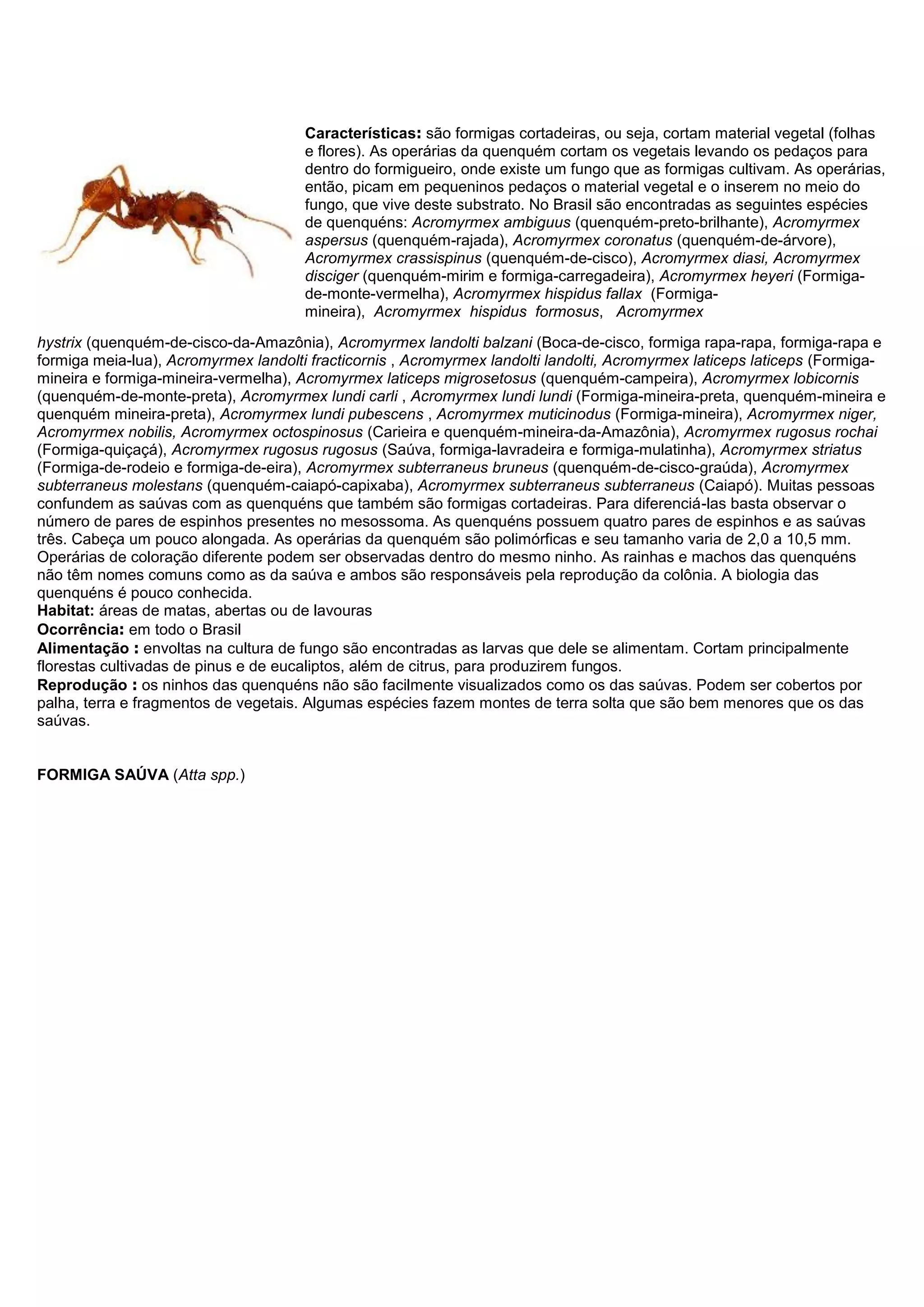 Características: são formigas cortadeiras, ou seja, cortam material vegetal (folhas
e flores). As operárias da quenquém cortam os vegetais levando os pedaços para
dentro do formigueiro, onde existe um fungo que as formigas cultivam. As operárias,
então, picam em pequeninos pedaços o material vegetal e o inserem no meio do
fungo, que vive deste substrato. No Brasil são encontradas as seguintes espécies
de quenquéns: Acromyrmex ambiguus (quenquém-preto-brilhante), Acromyrmex
aspersus (quenquém-rajada), Acromyrmex coronatus (quenquém-de-árvore),
Acromyrmex crassispinus (quenquém-de-cisco), Acromyrmex diasi, Acromyrmex
disciger (quenquém-mirim e formiga-carregadeira), Acromyrmex heyeri (Formiga-
de-monte-vermelha), Acromyrmex hispidus fallax (Formiga-
mineira), Acromyrmex hispidus formosus, Acromyrmex
hystrix (quenquém-de-cisco-da-Amazônia), Acromyrmex landolti balzani (Boca-de-cisco, formiga rapa-rapa, formiga-rapa e
formiga meia-lua), Acromyrmex landolti fracticornis , Acromyrmex landolti landolti, Acromyrmex laticeps laticeps (Formiga-
mineira e formiga-mineira-vermelha), Acromyrmex laticeps migrosetosus (quenquém-campeira), Acromyrmex lobicornis
(quenquém-de-monte-preta), Acromyrmex lundi carli , Acromyrmex lundi lundi (Formiga-mineira-preta, quenquém-mineira e
quenquém mineira-preta), Acromyrmex lundi pubescens , Acromyrmex muticinodus (Formiga-mineira), Acromyrmex niger,
Acromyrmex nobilis, Acromyrmex octospinosus (Carieira e quenquém-mineira-da-Amazônia), Acromyrmex rugosus rochai
(Formiga-quiçaçá), Acromyrmex rugosus rugosus (Saúva, formiga-lavradeira e formiga-mulatinha), Acromyrmex striatus
(Formiga-de-rodeio e formiga-de-eira), Acromyrmex subterraneus bruneus (quenquém-de-cisco-graúda), Acromyrmex
subterraneus molestans (quenquém-caiapó-capixaba), Acromyrmex subterraneus subterraneus (Caiapó). Muitas pessoas
confundem as saúvas com as quenquéns que também são formigas cortadeiras. Para diferenciá-las basta observar o
número de pares de espinhos presentes no mesossoma. As quenquéns possuem quatro pares de espinhos e as saúvas
três. Cabeça um pouco alongada. As operárias da quenquém são polimórficas e seu tamanho varia de 2,0 a 10,5 mm.
Operárias de coloração diferente podem ser observadas dentro do mesmo ninho. As rainhas e machos das quenquéns
não têm nomes comuns como as da saúva e ambos são responsáveis pela reprodução da colônia. A biologia das
quenquéns é pouco conhecida.
Habitat: áreas de matas, abertas ou de lavouras
Ocorrência: em todo o Brasil
Alimentação : envoltas na cultura de fungo são encontradas as larvas que dele se alimentam. Cortam principalmente
florestas cultivadas de pinus e de eucaliptos, além de citrus, para produzirem fungos.
Reprodução : os ninhos das quenquéns não são facilmente visualizados como os das saúvas. Podem ser cobertos por
palha, terra e fragmentos de vegetais. Algumas espécies fazem montes de terra solta que são bem menores que os das
saúvas.
FORMIGA SAÚVA (Atta spp.)
 