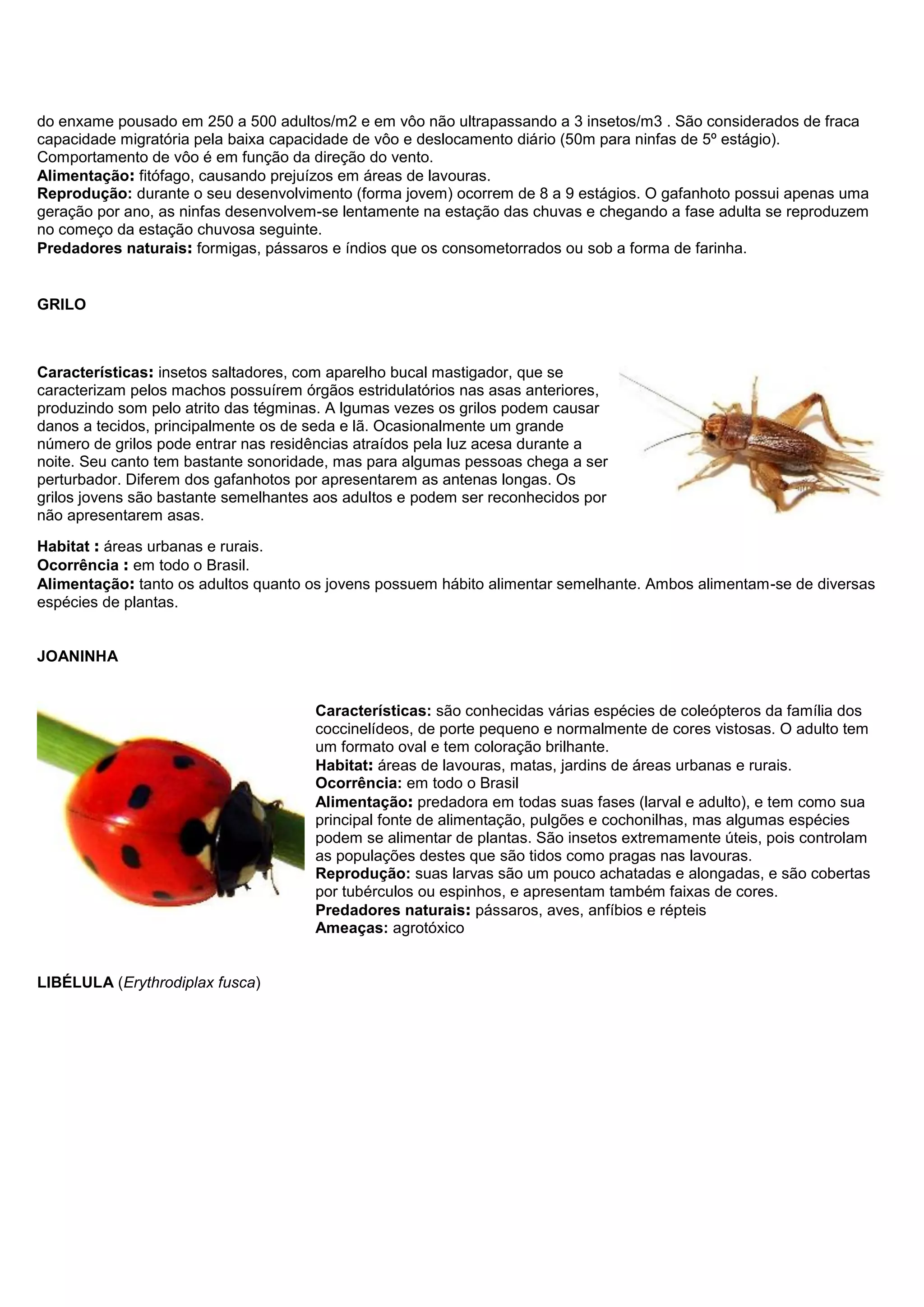do enxame pousado em 250 a 500 adultos/m2 e em vôo não ultrapassando a 3 insetos/m3 . São considerados de fraca
capacidade migratória pela baixa capacidade de vôo e deslocamento diário (50m para ninfas de 5º estágio).
Comportamento de vôo é em função da direção do vento.
Alimentação: fitófago, causando prejuízos em áreas de lavouras.
Reprodução: durante o seu desenvolvimento (forma jovem) ocorrem de 8 a 9 estágios. O gafanhoto possui apenas uma
geração por ano, as ninfas desenvolvem-se lentamente na estação das chuvas e chegando a fase adulta se reproduzem
no começo da estação chuvosa seguinte.
Predadores naturais: formigas, pássaros e índios que os consometorrados ou sob a forma de farinha.
GRILO
Características: insetos saltadores, com aparelho bucal mastigador, que se
caracterizam pelos machos possuírem órgãos estridulatórios nas asas anteriores,
produzindo som pelo atrito das tégminas. A lgumas vezes os grilos podem causar
danos a tecidos, principalmente os de seda e lã. Ocasionalmente um grande
número de grilos pode entrar nas residências atraídos pela luz acesa durante a
noite. Seu canto tem bastante sonoridade, mas para algumas pessoas chega a ser
perturbador. Diferem dos gafanhotos por apresentarem as antenas longas. Os
grilos jovens são bastante semelhantes aos adultos e podem ser reconhecidos por
não apresentarem asas.
Habitat : áreas urbanas e rurais.
Ocorrência : em todo o Brasil.
Alimentação: tanto os adultos quanto os jovens possuem hábito alimentar semelhante. Ambos alimentam-se de diversas
espécies de plantas.
JOANINHA
Características: são conhecidas várias espécies de coleópteros da família dos
coccinelídeos, de porte pequeno e normalmente de cores vistosas. O adulto tem
um formato oval e tem coloração brilhante.
Habitat: áreas de lavouras, matas, jardins de áreas urbanas e rurais.
Ocorrência: em todo o Brasil
Alimentação: predadora em todas suas fases (larval e adulto), e tem como sua
principal fonte de alimentação, pulgões e cochonilhas, mas algumas espécies
podem se alimentar de plantas. São insetos extremamente úteis, pois controlam
as populações destes que são tidos como pragas nas lavouras.
Reprodução: suas larvas são um pouco achatadas e alongadas, e são cobertas
por tubérculos ou espinhos, e apresentam também faixas de cores.
Predadores naturais: pássaros, aves, anfíbios e répteis
Ameaças: agrotóxico
LIBÉLULA (Erythrodiplax fusca)
 