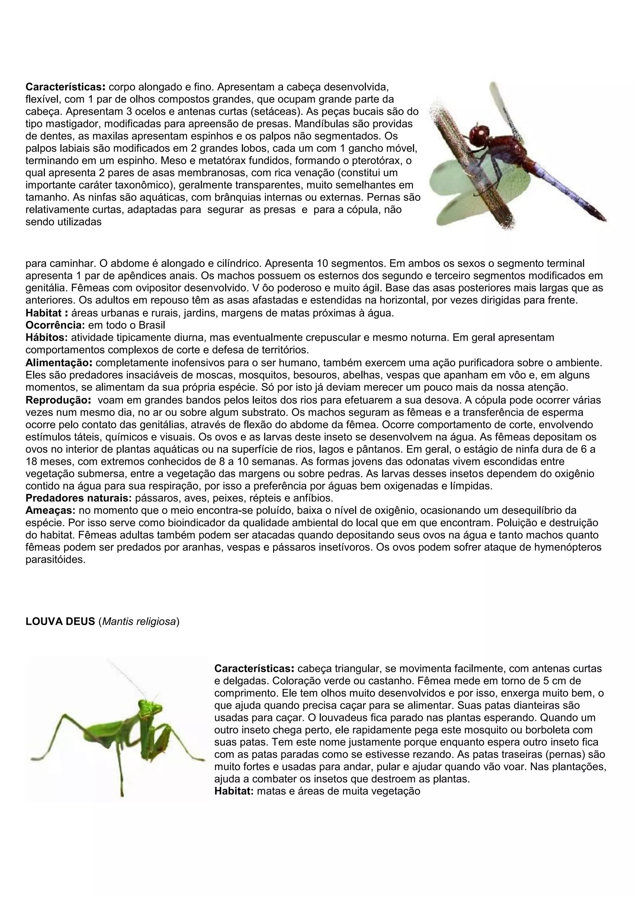 Características: corpo alongado e fino. Apresentam a cabeça desenvolvida,
flexível, com 1 par de olhos compostos grandes, que ocupam grande parte da
cabeça. Apresentam 3 ocelos e antenas curtas (setáceas). As peças bucais são do
tipo mastigador, modificadas para apreensão de presas. Mandíbulas são providas
de dentes, as maxilas apresentam espinhos e os palpos não segmentados. Os
palpos labiais são modificados em 2 grandes lobos, cada um com 1 gancho móvel,
terminando em um espinho. Meso e metatórax fundidos, formando o pterotórax, o
qual apresenta 2 pares de asas membranosas, com rica venação (constitui um
importante caráter taxonômico), geralmente transparentes, muito semelhantes em
tamanho. As ninfas são aquáticas, com brânquias internas ou externas. Pernas são
relativamente curtas, adaptadas para segurar as presas e para a cópula, não
sendo utilizadas
para caminhar. O abdome é alongado e cilíndrico. Apresenta 10 segmentos. Em ambos os sexos o segmento terminal
apresenta 1 par de apêndices anais. Os machos possuem os esternos dos segundo e terceiro segmentos modificados em
genitália. Fêmeas com ovipositor desenvolvido. V ôo poderoso e muito ágil. Base das asas posteriores mais largas que as
anteriores. Os adultos em repouso têm as asas afastadas e estendidas na horizontal, por vezes dirigidas para frente.
Habitat : áreas urbanas e rurais, jardins, margens de matas próximas à água.
Ocorrência: em todo o Brasil
Hábitos: atividade tipicamente diurna, mas eventualmente crepuscular e mesmo noturna. Em geral apresentam
comportamentos complexos de corte e defesa de territórios.
Alimentação: completamente inofensivos para o ser humano, também exercem uma ação purificadora sobre o ambiente.
Eles são predadores insaciáveis de moscas, mosquitos, besouros, abelhas, vespas que apanham em vôo e, em alguns
momentos, se alimentam da sua própria espécie. Só por isto já deviam merecer um pouco mais da nossa atenção.
Reprodução: voam em grandes bandos pelos leitos dos rios para efetuarem a sua desova. A cópula pode ocorrer várias
vezes num mesmo dia, no ar ou sobre algum substrato. Os machos seguram as fêmeas e a transferência de esperma
ocorre pelo contato das genitálias, através de flexão do abdome da fêmea. Ocorre comportamento de corte, envolvendo
estímulos táteis, químicos e visuais. Os ovos e as larvas deste inseto se desenvolvem na água. As fêmeas depositam os
ovos no interior de plantas aquáticas ou na superfície de rios, lagos e pântanos. Em geral, o estágio de ninfa dura de 6 a
18 meses, com extremos conhecidos de 8 a 10 semanas. As formas jovens das odonatas vivem escondidas entre
vegetação submersa, entre a vegetação das margens ou sobre pedras. As larvas desses insetos dependem do oxigênio
contido na água para sua respiração, por isso a preferência por águas bem oxigenadas e límpidas.
Predadores naturais: pássaros, aves, peixes, répteis e anfíbios.
Ameaças: no momento que o meio encontra-se poluído, baixa o nível de oxigênio, ocasionando um desequilíbrio da
espécie. Por isso serve como bioindicador da qualidade ambiental do local que em que encontram. Poluição e destruição
do habitat. Fêmeas adultas também podem ser atacadas quando depositando seus ovos na água e tanto machos quanto
fêmeas podem ser predados por aranhas, vespas e pássaros insetívoros. Os ovos podem sofrer ataque de hymenópteros
parasitóides.
LOUVA DEUS (Mantis religiosa)
Características: cabeça triangular, se movimenta facilmente, com antenas curtas
e delgadas. Coloração verde ou castanho. Fêmea mede em torno de 5 cm de
comprimento. Ele tem olhos muito desenvolvidos e por isso, enxerga muito bem, o
que ajuda quando precisa caçar para se alimentar. Suas patas dianteiras são
usadas para caçar. O louvadeus fica parado nas plantas esperando. Quando um
outro inseto chega perto, ele rapidamente pega este mosquito ou borboleta com
suas patas. Tem este nome justamente porque enquanto espera outro inseto fica
com as patas paradas como se estivesse rezando. As patas traseiras (pernas) são
muito fortes e usadas para andar, pular e ajudar quando vão voar. Nas plantações,
ajuda a combater os insetos que destroem as plantas.
Habitat: matas e áreas de muita vegetação
 