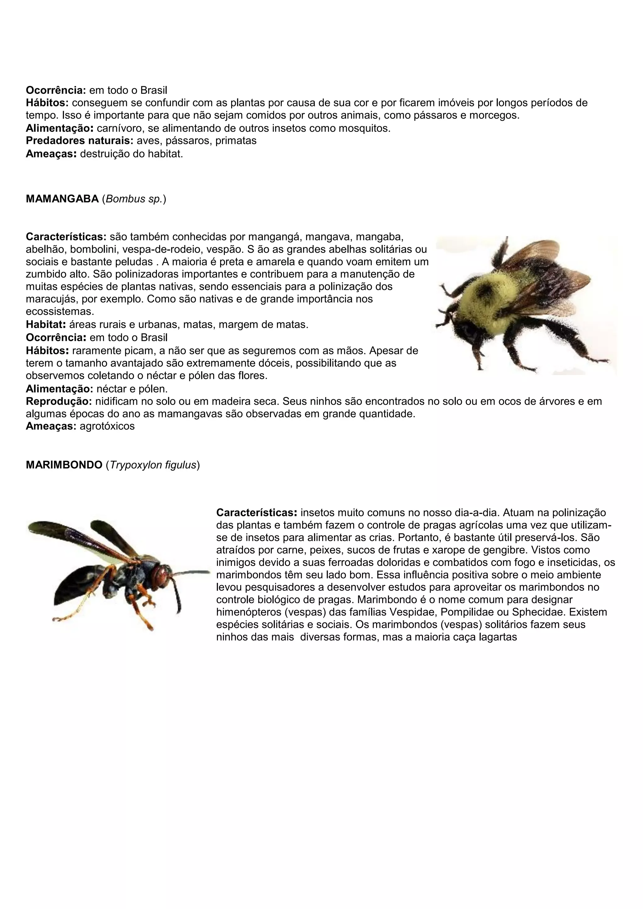 Ocorrência: em todo o Brasil
Hábitos: conseguem se confundir com as plantas por causa de sua cor e por ficarem imóveis por longos períodos de
tempo. Isso é importante para que não sejam comidos por outros animais, como pássaros e morcegos.
Alimentação: carnívoro, se alimentando de outros insetos como mosquitos.
Predadores naturais: aves, pássaros, primatas
Ameaças: destruição do habitat.
MAMANGABA (Bombus sp.)
Características: são também conhecidas por mangangá, mangava, mangaba,
abelhão, bombolini, vespa-de-rodeio, vespão. S ão as grandes abelhas solitárias ou
sociais e bastante peludas . A maioria é preta e amarela e quando voam emitem um
zumbido alto. São polinizadoras importantes e contribuem para a manutenção de
muitas espécies de plantas nativas, sendo essenciais para a polinização dos
maracujás, por exemplo. Como são nativas e de grande importância nos
ecossistemas.
Habitat: áreas rurais e urbanas, matas, margem de matas.
Ocorrência: em todo o Brasil
Hábitos: raramente picam, a não ser que as seguremos com as mãos. Apesar de
terem o tamanho avantajado são extremamente dóceis, possibilitando que as
observemos coletando o néctar e pólen das flores.
Alimentação: néctar e pólen.
Reprodução: nidificam no solo ou em madeira seca. Seus ninhos são encontrados no solo ou em ocos de árvores e em
algumas épocas do ano as mamangavas são observadas em grande quantidade.
Ameaças: agrotóxicos
MARIMBONDO (Trypoxylon figulus)
Características: insetos muito comuns no nosso dia-a-dia. Atuam na polinização
das plantas e também fazem o controle de pragas agrícolas uma vez que utilizam-
se de insetos para alimentar as crias. Portanto, é bastante útil preservá-los. São
atraídos por carne, peixes, sucos de frutas e xarope de gengibre. Vistos como
inimigos devido a suas ferroadas doloridas e combatidos com fogo e inseticidas, os
marimbondos têm seu lado bom. Essa influência positiva sobre o meio ambiente
levou pesquisadores a desenvolver estudos para aproveitar os marimbondos no
controle biológico de pragas. Marimbondo é o nome comum para designar
himenópteros (vespas) das famílias Vespidae, Pompilidae ou Sphecidae. Existem
espécies solitárias e sociais. Os marimbondos (vespas) solitários fazem seus
ninhos das mais diversas formas, mas a maioria caça lagartas
 