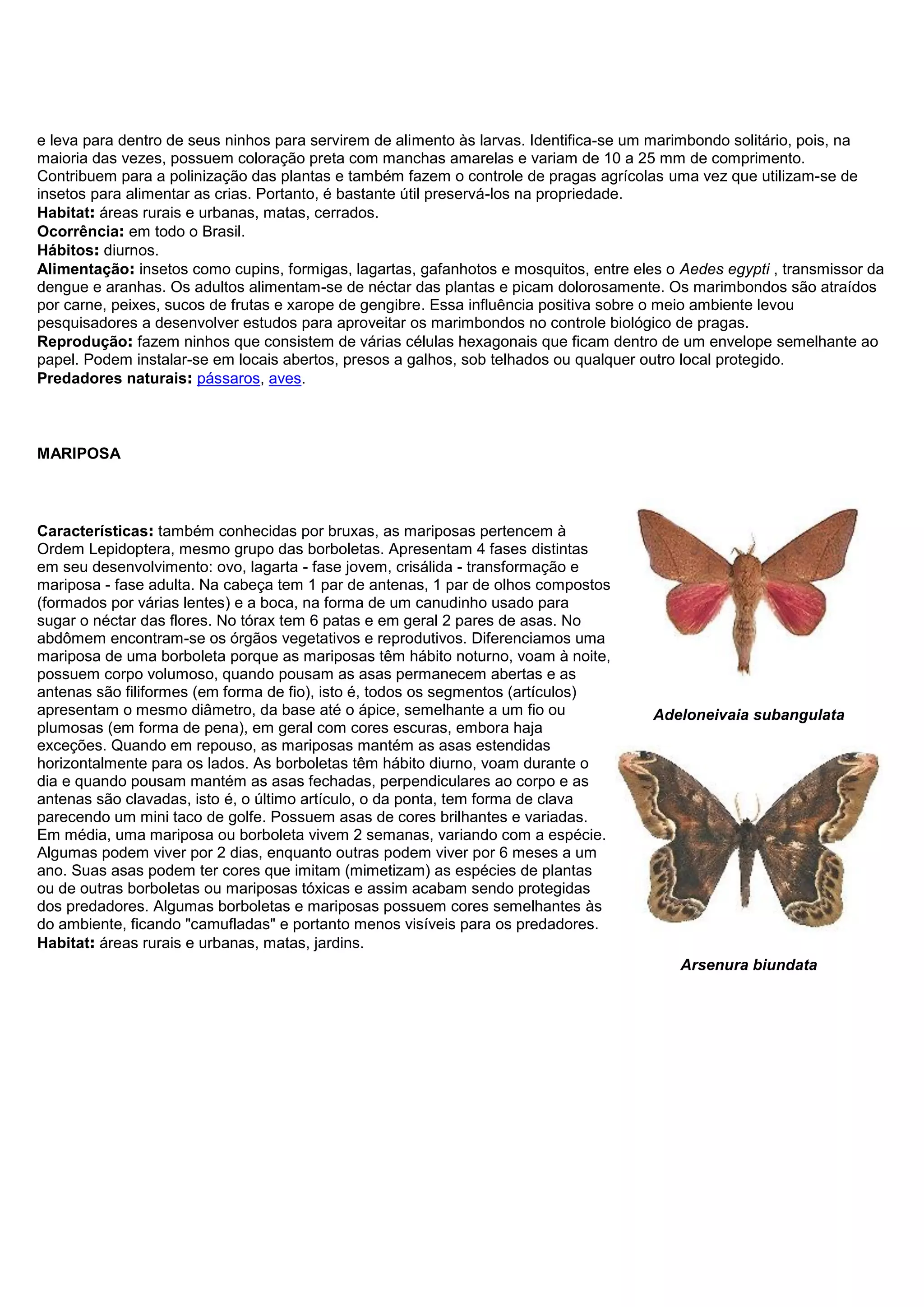 e leva para dentro de seus ninhos para servirem de alimento às larvas. Identifica-se um marimbondo solitário, pois, na
maioria das vezes, possuem coloração preta com manchas amarelas e variam de 10 a 25 mm de comprimento.
Contribuem para a polinização das plantas e também fazem o controle de pragas agrícolas uma vez que utilizam-se de
insetos para alimentar as crias. Portanto, é bastante útil preservá-los na propriedade.
Habitat: áreas rurais e urbanas, matas, cerrados.
Ocorrência: em todo o Brasil.
Hábitos: diurnos.
Alimentação: insetos como cupins, formigas, lagartas, gafanhotos e mosquitos, entre eles o Aedes egypti , transmissor da
dengue e aranhas. Os adultos alimentam-se de néctar das plantas e picam dolorosamente. Os marimbondos são atraídos
por carne, peixes, sucos de frutas e xarope de gengibre. Essa influência positiva sobre o meio ambiente levou
pesquisadores a desenvolver estudos para aproveitar os marimbondos no controle biológico de pragas.
Reprodução: fazem ninhos que consistem de várias células hexagonais que ficam dentro de um envelope semelhante ao
papel. Podem instalar-se em locais abertos, presos a galhos, sob telhados ou qualquer outro local protegido.
Predadores naturais: pássaros, aves.
MARIPOSA
Características: também conhecidas por bruxas, as mariposas pertencem à
Ordem Lepidoptera, mesmo grupo das borboletas. Apresentam 4 fases distintas
em seu desenvolvimento: ovo, lagarta - fase jovem, crisálida - transformação e
mariposa - fase adulta. Na cabeça tem 1 par de antenas, 1 par de olhos compostos
(formados por várias lentes) e a boca, na forma de um canudinho usado para
sugar o néctar das flores. No tórax tem 6 patas e em geral 2 pares de asas. No
abdômem encontram-se os órgãos vegetativos e reprodutivos. Diferenciamos uma
mariposa de uma borboleta porque as mariposas têm hábito noturno, voam à noite,
possuem corpo volumoso, quando pousam as asas permanecem abertas e as
antenas são filiformes (em forma de fio), isto é, todos os segmentos (artículos)
apresentam o mesmo diâmetro, da base até o ápice, semelhante a um fio ou
plumosas (em forma de pena), em geral com cores escuras, embora haja
exceções. Quando em repouso, as mariposas mantém as asas estendidas
horizontalmente para os lados. As borboletas têm hábito diurno, voam durante o
dia e quando pousam mantém as asas fechadas, perpendiculares ao corpo e as
antenas são clavadas, isto é, o último artículo, o da ponta, tem forma de clava
parecendo um mini taco de golfe. Possuem asas de cores brilhantes e variadas.
Em média, uma mariposa ou borboleta vivem 2 semanas, variando com a espécie.
Algumas podem viver por 2 dias, enquanto outras podem viver por 6 meses a um
ano. Suas asas podem ter cores que imitam (mimetizam) as espécies de plantas
ou de outras borboletas ou mariposas tóxicas e assim acabam sendo protegidas
dos predadores. Algumas borboletas e mariposas possuem cores semelhantes às
do ambiente, ficando "camufladas" e portanto menos visíveis para os predadores.
Habitat: áreas rurais e urbanas, matas, jardins.
Adeloneivaia subangulata
Arsenura biundata
 