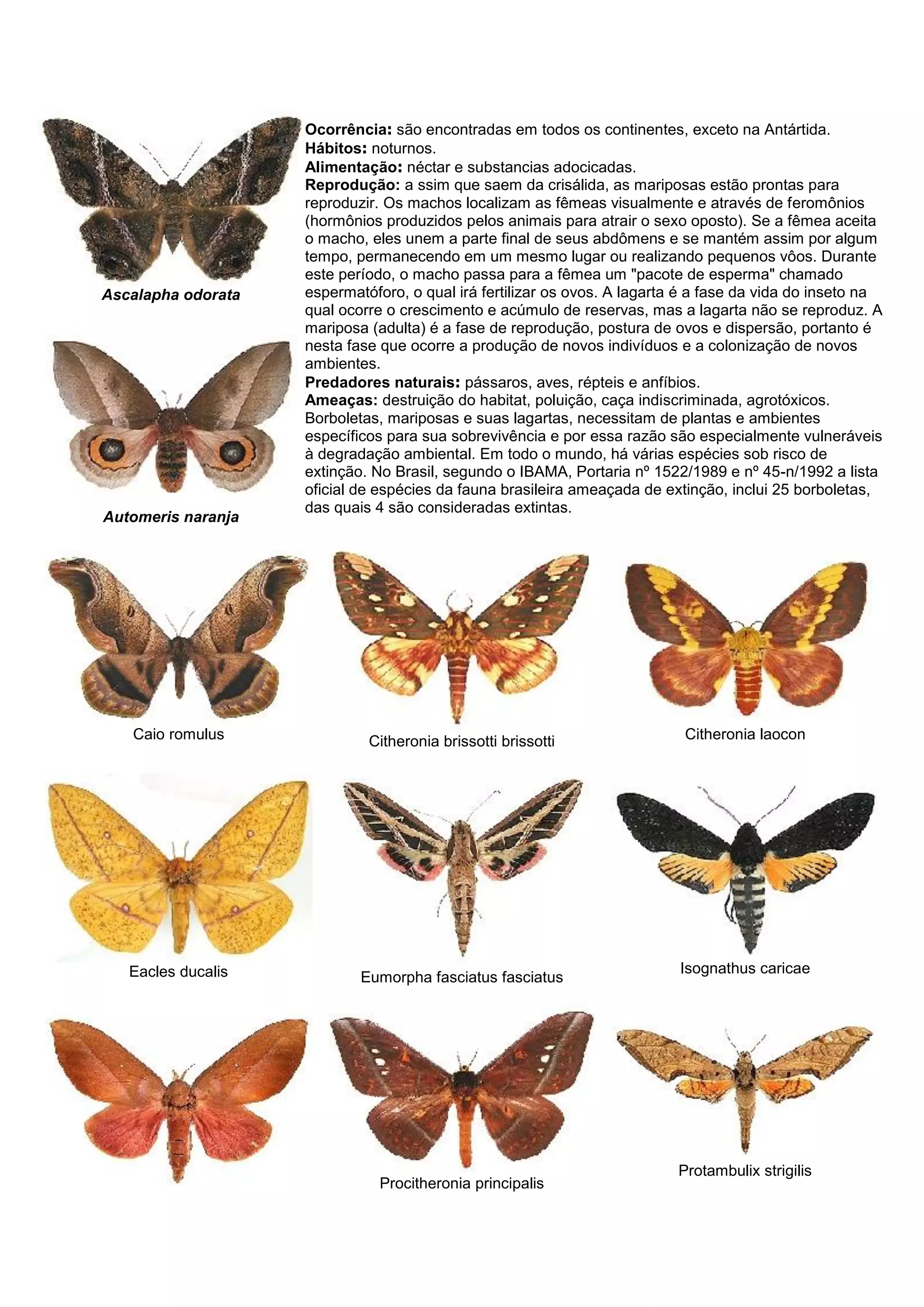 Ascalapha odorata
Automeris naranja
Ocorrência: são encontradas em todos os continentes, exceto na Antártida.
Hábitos: noturnos.
Alimentação: néctar e substancias adocicadas.
Reprodução: a ssim que saem da crisálida, as mariposas estão prontas para
reproduzir. Os machos localizam as fêmeas visualmente e através de feromônios
(hormônios produzidos pelos animais para atrair o sexo oposto). Se a fêmea aceita
o macho, eles unem a parte final de seus abdômens e se mantém assim por algum
tempo, permanecendo em um mesmo lugar ou realizando pequenos vôos. Durante
este período, o macho passa para a fêmea um "pacote de esperma" chamado
espermatóforo, o qual irá fertilizar os ovos. A lagarta é a fase da vida do inseto na
qual ocorre o crescimento e acúmulo de reservas, mas a lagarta não se reproduz. A
mariposa (adulta) é a fase de reprodução, postura de ovos e dispersão, portanto é
nesta fase que ocorre a produção de novos indivíduos e a colonização de novos
ambientes.
Predadores naturais: pássaros, aves, répteis e anfíbios.
Ameaças: destruição do habitat, poluição, caça indiscriminada, agrotóxicos.
Borboletas, mariposas e suas lagartas, necessitam de plantas e ambientes
específicos para sua sobrevivência e por essa razão são especialmente vulneráveis
à degradação ambiental. Em todo o mundo, há várias espécies sob risco de
extinção. No Brasil, segundo o IBAMA, Portaria nº 1522/1989 e nº 45-n/1992 a lista
oficial de espécies da fauna brasileira ameaçada de extinção, inclui 25 borboletas,
das quais 4 são consideradas extintas.
Caio romulus Citheronia brissotti brissotti Citheronia laocon
Eacles ducalis Eumorpha fasciatus fasciatus
Isognathus caricae
Procitheronia principalis
Protambulix strigilis
 