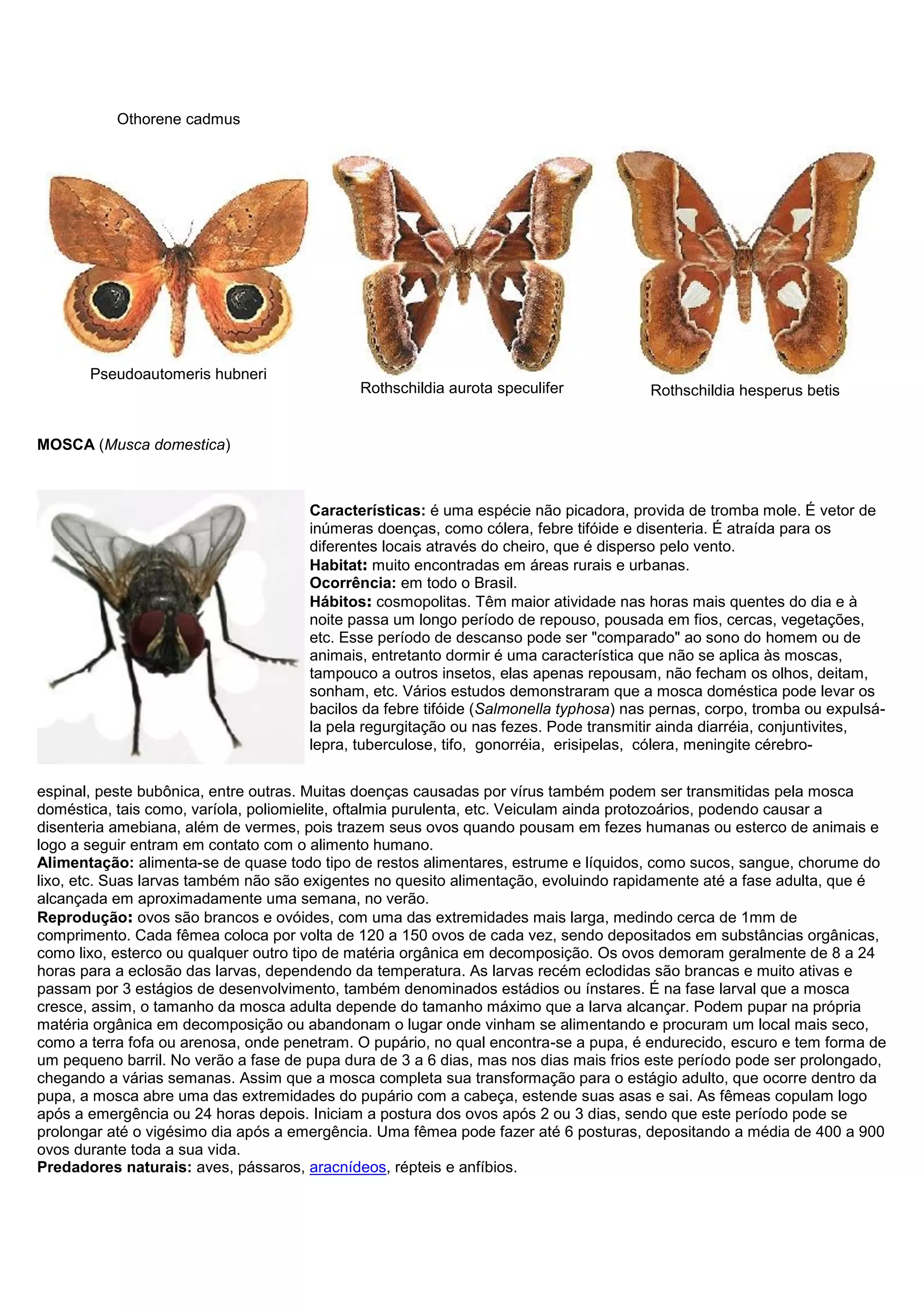 Othorene cadmus
Pseudoautomeris hubneri
Rothschildia aurota speculifer Rothschildia hesperus betis
MOSCA (Musca domestica)
Características: é uma espécie não picadora, provida de tromba mole. É vetor de
inúmeras doenças, como cólera, febre tifóide e disenteria. É atraída para os
diferentes locais através do cheiro, que é disperso pelo vento.
Habitat: muito encontradas em áreas rurais e urbanas.
Ocorrência: em todo o Brasil.
Hábitos: cosmopolitas. Têm maior atividade nas horas mais quentes do dia e à
noite passa um longo período de repouso, pousada em fios, cercas, vegetações,
etc. Esse período de descanso pode ser "comparado" ao sono do homem ou de
animais, entretanto dormir é uma característica que não se aplica às moscas,
tampouco a outros insetos, elas apenas repousam, não fecham os olhos, deitam,
sonham, etc. Vários estudos demonstraram que a mosca doméstica pode levar os
bacilos da febre tifóide (Salmonella typhosa) nas pernas, corpo, tromba ou expulsá-
la pela regurgitação ou nas fezes. Pode transmitir ainda diarréia, conjuntivites,
lepra, tuberculose, tifo, gonorréia, erisipelas, cólera, meningite cérebro-
espinal, peste bubônica, entre outras. Muitas doenças causadas por vírus também podem ser transmitidas pela mosca
doméstica, tais como, varíola, poliomielite, oftalmia purulenta, etc. Veiculam ainda protozoários, podendo causar a
disenteria amebiana, além de vermes, pois trazem seus ovos quando pousam em fezes humanas ou esterco de animais e
logo a seguir entram em contato com o alimento humano.
Alimentação: alimenta-se de quase todo tipo de restos alimentares, estrume e líquidos, como sucos, sangue, chorume do
lixo, etc. Suas larvas também não são exigentes no quesito alimentação, evoluindo rapidamente até a fase adulta, que é
alcançada em aproximadamente uma semana, no verão.
Reprodução: ovos são brancos e ovóides, com uma das extremidades mais larga, medindo cerca de 1mm de
comprimento. Cada fêmea coloca por volta de 120 a 150 ovos de cada vez, sendo depositados em substâncias orgânicas,
como lixo, esterco ou qualquer outro tipo de matéria orgânica em decomposição. Os ovos demoram geralmente de 8 a 24
horas para a eclosão das larvas, dependendo da temperatura. As larvas recém eclodidas são brancas e muito ativas e
passam por 3 estágios de desenvolvimento, também denominados estádios ou ínstares. É na fase larval que a mosca
cresce, assim, o tamanho da mosca adulta depende do tamanho máximo que a larva alcançar. Podem pupar na própria
matéria orgânica em decomposição ou abandonam o lugar onde vinham se alimentando e procuram um local mais seco,
como a terra fofa ou arenosa, onde penetram. O pupário, no qual encontra-se a pupa, é endurecido, escuro e tem forma de
um pequeno barril. No verão a fase de pupa dura de 3 a 6 dias, mas nos dias mais frios este período pode ser prolongado,
chegando a várias semanas. Assim que a mosca completa sua transformação para o estágio adulto, que ocorre dentro da
pupa, a mosca abre uma das extremidades do pupário com a cabeça, estende suas asas e sai. As fêmeas copulam logo
após a emergência ou 24 horas depois. Iniciam a postura dos ovos após 2 ou 3 dias, sendo que este período pode se
prolongar até o vigésimo dia após a emergência. Uma fêmea pode fazer até 6 posturas, depositando a média de 400 a 900
ovos durante toda a sua vida.
Predadores naturais: aves, pássaros, aracnídeos, répteis e anfíbios.
 