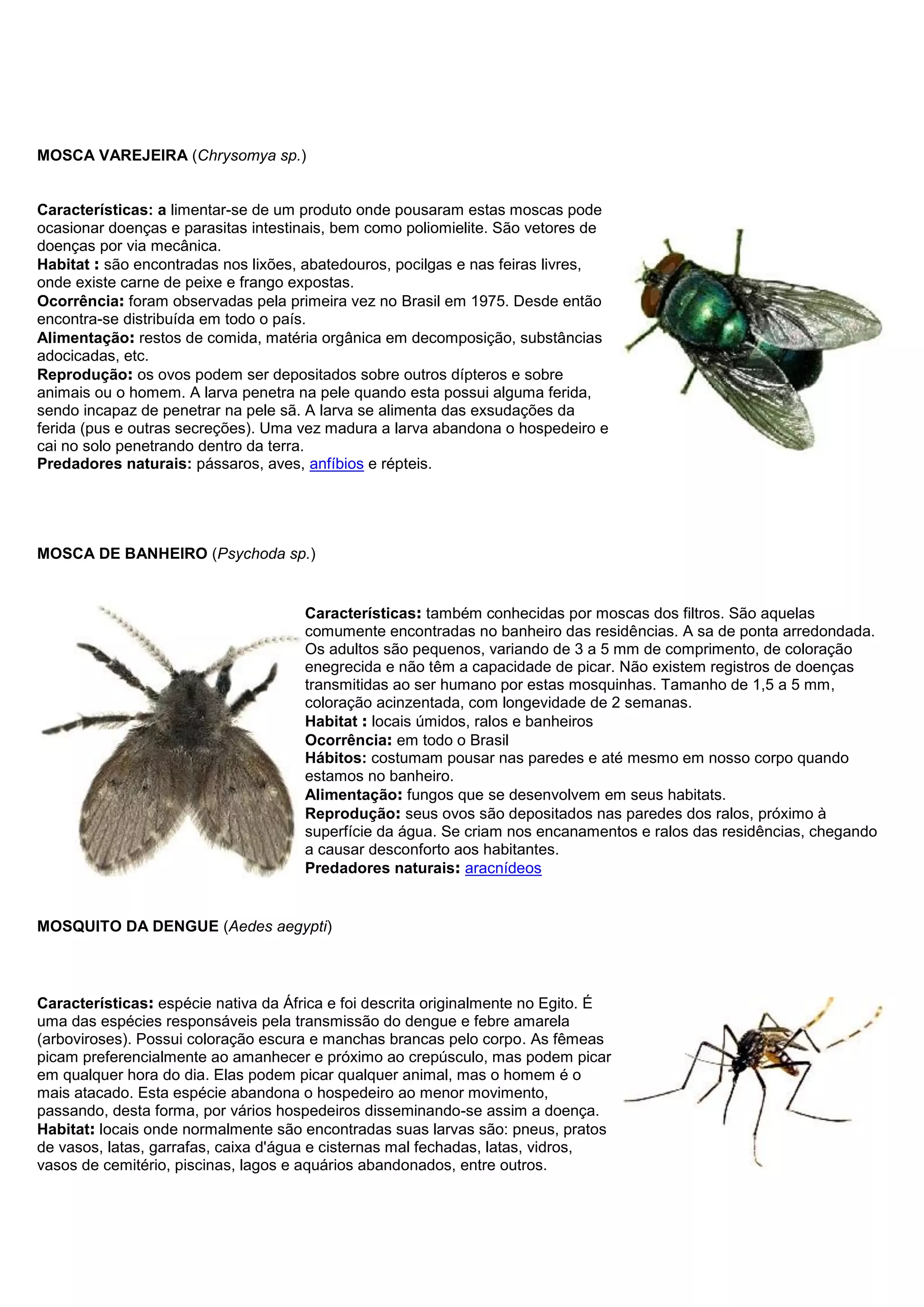 MOSCA VAREJEIRA (Chrysomya sp.)
Características: a limentar-se de um produto onde pousaram estas moscas pode
ocasionar doenças e parasitas intestinais, bem como poliomielite. São vetores de
doenças por via mecânica.
Habitat : são encontradas nos lixões, abatedouros, pocilgas e nas feiras livres,
onde existe carne de peixe e frango expostas.
Ocorrência: foram observadas pela primeira vez no Brasil em 1975. Desde então
encontra-se distribuída em todo o país.
Alimentação: restos de comida, matéria orgânica em decomposição, substâncias
adocicadas, etc.
Reprodução: os ovos podem ser depositados sobre outros dípteros e sobre
animais ou o homem. A larva penetra na pele quando esta possui alguma ferida,
sendo incapaz de penetrar na pele sã. A larva se alimenta das exsudações da
ferida (pus e outras secreções). Uma vez madura a larva abandona o hospedeiro e
cai no solo penetrando dentro da terra.
Predadores naturais: pássaros, aves, anfíbios e répteis.
MOSCA DE BANHEIRO (Psychoda sp.)
Características: também conhecidas por moscas dos filtros. São aquelas
comumente encontradas no banheiro das residências. A sa de ponta arredondada.
Os adultos são pequenos, variando de 3 a 5 mm de comprimento, de coloração
enegrecida e não têm a capacidade de picar. Não existem registros de doenças
transmitidas ao ser humano por estas mosquinhas. Tamanho de 1,5 a 5 mm,
coloração acinzentada, com longevidade de 2 semanas.
Habitat : locais úmidos, ralos e banheiros
Ocorrência: em todo o Brasil
Hábitos: costumam pousar nas paredes e até mesmo em nosso corpo quando
estamos no banheiro.
Alimentação: fungos que se desenvolvem em seus habitats.
Reprodução: seus ovos são depositados nas paredes dos ralos, próximo à
superfície da água. Se criam nos encanamentos e ralos das residências, chegando
a causar desconforto aos habitantes.
Predadores naturais: aracnídeos
MOSQUITO DA DENGUE (Aedes aegypti)
Características: espécie nativa da África e foi descrita originalmente no Egito. É
uma das espécies responsáveis pela transmissão do dengue e febre amarela
(arboviroses). Possui coloração escura e manchas brancas pelo corpo. As fêmeas
picam preferencialmente ao amanhecer e próximo ao crepúsculo, mas podem picar
em qualquer hora do dia. Elas podem picar qualquer animal, mas o homem é o
mais atacado. Esta espécie abandona o hospedeiro ao menor movimento,
passando, desta forma, por vários hospedeiros disseminando-se assim a doença.
Habitat: locais onde normalmente são encontradas suas larvas são: pneus, pratos
de vasos, latas, garrafas, caixa d'água e cisternas mal fechadas, latas, vidros,
vasos de cemitério, piscinas, lagos e aquários abandonados, entre outros.
 