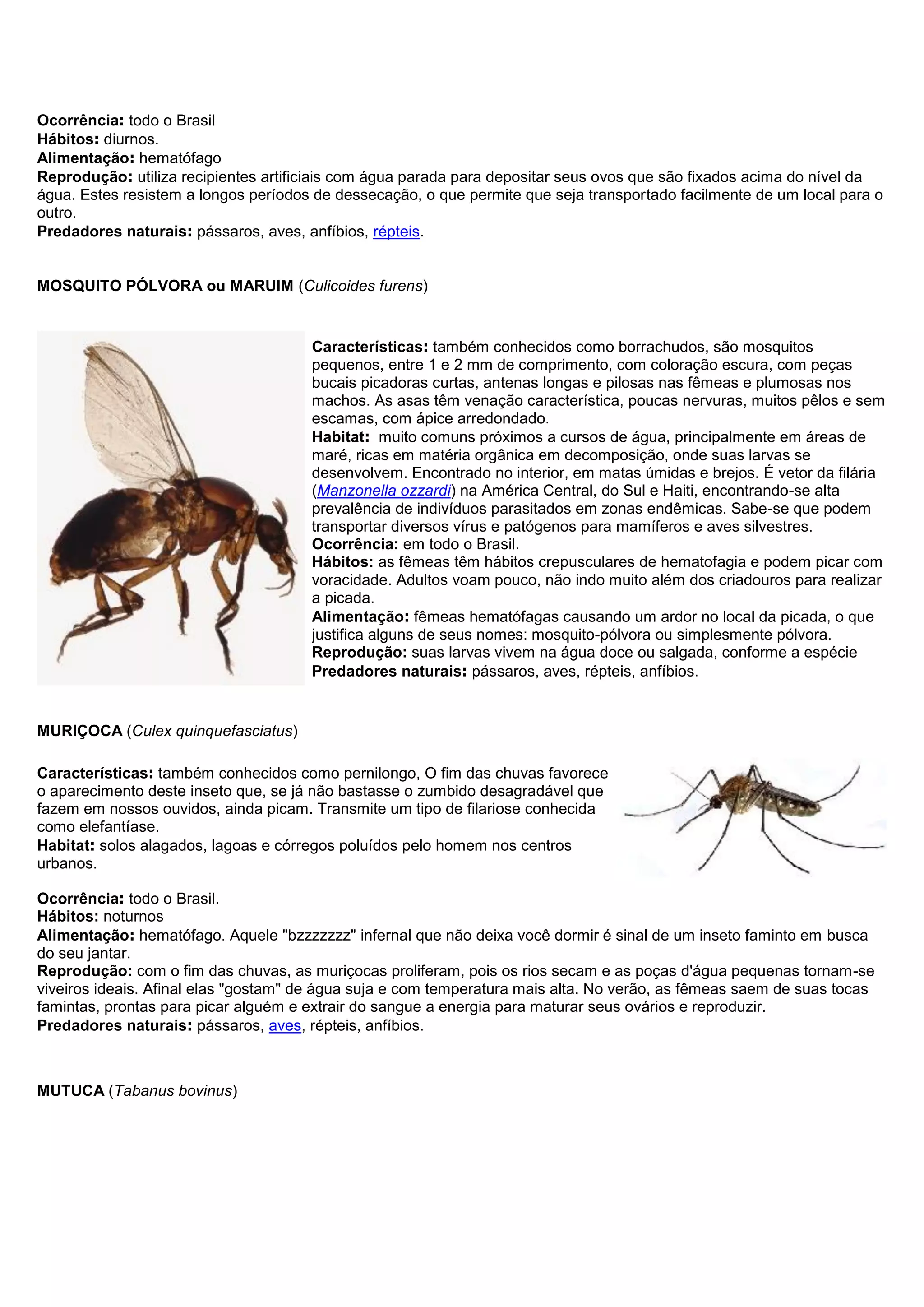 Ocorrência: todo o Brasil
Hábitos: diurnos.
Alimentação: hematófago
Reprodução: utiliza recipientes artificiais com água parada para depositar seus ovos que são fixados acima do nível da
água. Estes resistem a longos períodos de dessecação, o que permite que seja transportado facilmente de um local para o
outro.
Predadores naturais: pássaros, aves, anfíbios, répteis.
MOSQUITO PÓLVORA ou MARUIM (Culicoides furens)
Características: também conhecidos como borrachudos, são mosquitos
pequenos, entre 1 e 2 mm de comprimento, com coloração escura, com peças
bucais picadoras curtas, antenas longas e pilosas nas fêmeas e plumosas nos
machos. As asas têm venação característica, poucas nervuras, muitos pêlos e sem
escamas, com ápice arredondado.
Habitat: muito comuns próximos a cursos de água, principalmente em áreas de
maré, ricas em matéria orgânica em decomposição, onde suas larvas se
desenvolvem. Encontrado no interior, em matas úmidas e brejos. É vetor da filária
(Manzonella ozzardi) na América Central, do Sul e Haiti, encontrando-se alta
prevalência de indivíduos parasitados em zonas endêmicas. Sabe-se que podem
transportar diversos vírus e patógenos para mamíferos e aves silvestres.
Ocorrência: em todo o Brasil.
Hábitos: as fêmeas têm hábitos crepusculares de hematofagia e podem picar com
voracidade. Adultos voam pouco, não indo muito além dos criadouros para realizar
a picada.
Alimentação: fêmeas hematófagas causando um ardor no local da picada, o que
justifica alguns de seus nomes: mosquito-pólvora ou simplesmente pólvora.
Reprodução: suas larvas vivem na água doce ou salgada, conforme a espécie
Predadores naturais: pássaros, aves, répteis, anfíbios.
MURIÇOCA (Culex quinquefasciatus)
Características: também conhecidos como pernilongo, O fim das chuvas favorece
o aparecimento deste inseto que, se já não bastasse o zumbido desagradável que
fazem em nossos ouvidos, ainda picam. Transmite um tipo de filariose conhecida
como elefantíase.
Habitat: solos alagados, lagoas e córregos poluídos pelo homem nos centros
urbanos.
Ocorrência: todo o Brasil.
Hábitos: noturnos
Alimentação: hematófago. Aquele "bzzzzzzz" infernal que não deixa você dormir é sinal de um inseto faminto em busca
do seu jantar.
Reprodução: com o fim das chuvas, as muriçocas proliferam, pois os rios secam e as poças d'água pequenas tornam-se
viveiros ideais. Afinal elas "gostam" de água suja e com temperatura mais alta. No verão, as fêmeas saem de suas tocas
famintas, prontas para picar alguém e extrair do sangue a energia para maturar seus ovários e reproduzir.
Predadores naturais: pássaros, aves, répteis, anfíbios.
MUTUCA (Tabanus bovinus)
 