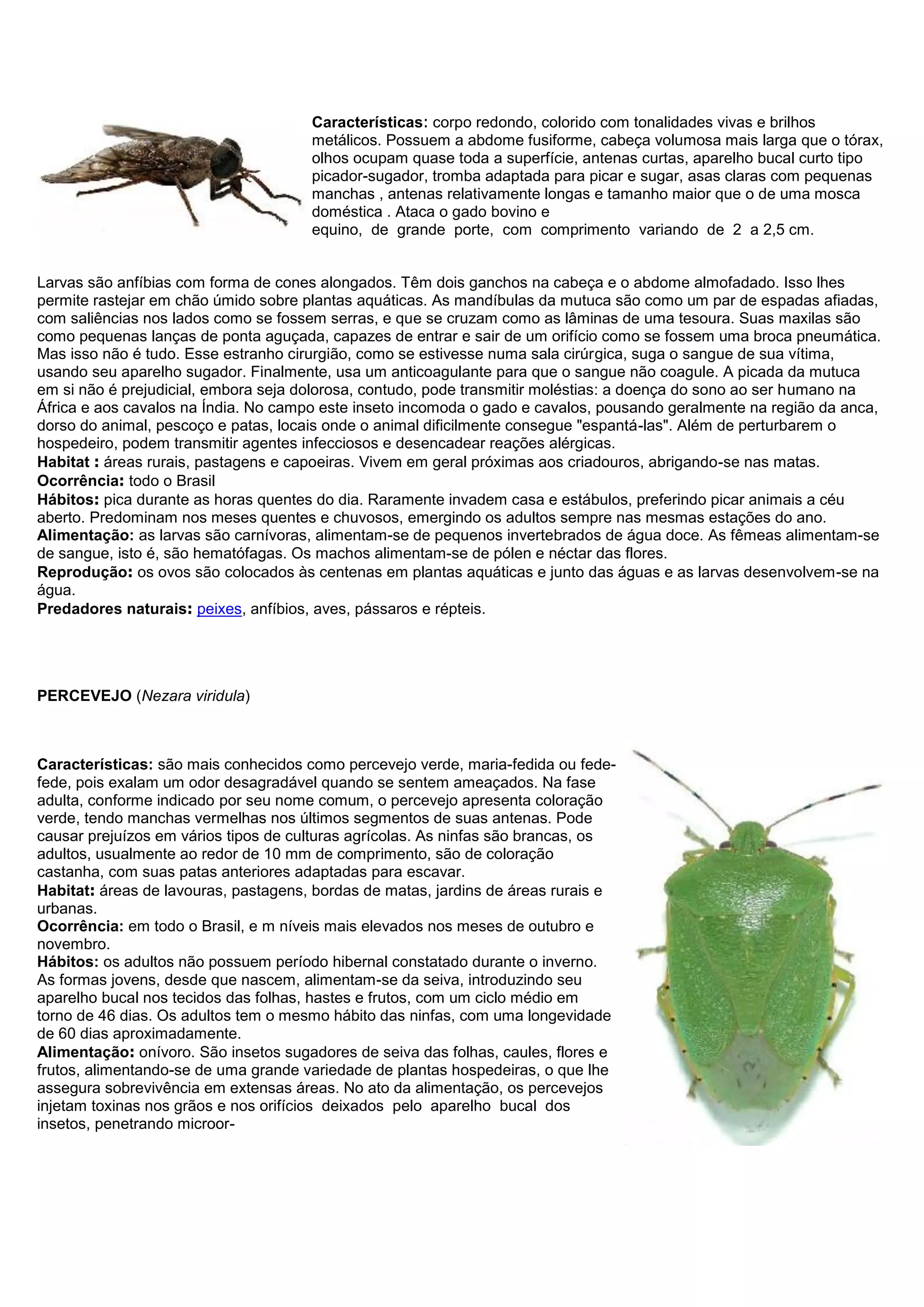 Características: corpo redondo, colorido com tonalidades vivas e brilhos
metálicos. Possuem a abdome fusiforme, cabeça volumosa mais larga que o tórax,
olhos ocupam quase toda a superfície, antenas curtas, aparelho bucal curto tipo
picador-sugador, tromba adaptada para picar e sugar, asas claras com pequenas
manchas , antenas relativamente longas e tamanho maior que o de uma mosca
doméstica . Ataca o gado bovino e
equino, de grande porte, com comprimento variando de 2 a 2,5 cm.
Larvas são anfíbias com forma de cones alongados. Têm dois ganchos na cabeça e o abdome almofadado. Isso lhes
permite rastejar em chão úmido sobre plantas aquáticas. As mandíbulas da mutuca são como um par de espadas afiadas,
com saliências nos lados como se fossem serras, e que se cruzam como as lâminas de uma tesoura. Suas maxilas são
como pequenas lanças de ponta aguçada, capazes de entrar e sair de um orifício como se fossem uma broca pneumática.
Mas isso não é tudo. Esse estranho cirurgião, como se estivesse numa sala cirúrgica, suga o sangue de sua vítima,
usando seu aparelho sugador. Finalmente, usa um anticoagulante para que o sangue não coagule. A picada da mutuca
em si não é prejudicial, embora seja dolorosa, contudo, pode transmitir moléstias: a doença do sono ao ser humano na
África e aos cavalos na Índia. No campo este inseto incomoda o gado e cavalos, pousando geralmente na região da anca,
dorso do animal, pescoço e patas, locais onde o animal dificilmente consegue "espantá-las". Além de perturbarem o
hospedeiro, podem transmitir agentes infecciosos e desencadear reações alérgicas.
Habitat : áreas rurais, pastagens e capoeiras. Vivem em geral próximas aos criadouros, abrigando-se nas matas.
Ocorrência: todo o Brasil
Hábitos: pica durante as horas quentes do dia. Raramente invadem casa e estábulos, preferindo picar animais a céu
aberto. Predominam nos meses quentes e chuvosos, emergindo os adultos sempre nas mesmas estações do ano.
Alimentação: as larvas são carnívoras, alimentam-se de pequenos invertebrados de água doce. As fêmeas alimentam-se
de sangue, isto é, são hematófagas. Os machos alimentam-se de pólen e néctar das flores.
Reprodução: os ovos são colocados às centenas em plantas aquáticas e junto das águas e as larvas desenvolvem-se na
água.
Predadores naturais: peixes, anfíbios, aves, pássaros e répteis.
PERCEVEJO (Nezara viridula)
Características: são mais conhecidos como percevejo verde, maria-fedida ou fede-
fede, pois exalam um odor desagradável quando se sentem ameaçados. Na fase
adulta, conforme indicado por seu nome comum, o percevejo apresenta coloração
verde, tendo manchas vermelhas nos últimos segmentos de suas antenas. Pode
causar prejuízos em vários tipos de culturas agrícolas. As ninfas são brancas, os
adultos, usualmente ao redor de 10 mm de comprimento, são de coloração
castanha, com suas patas anteriores adaptadas para escavar.
Habitat: áreas de lavouras, pastagens, bordas de matas, jardins de áreas rurais e
urbanas.
Ocorrência: em todo o Brasil, e m níveis mais elevados nos meses de outubro e
novembro.
Hábitos: os adultos não possuem período hibernal constatado durante o inverno.
As formas jovens, desde que nascem, alimentam-se da seiva, introduzindo seu
aparelho bucal nos tecidos das folhas, hastes e frutos, com um ciclo médio em
torno de 46 dias. Os adultos tem o mesmo hábito das ninfas, com uma longevidade
de 60 dias aproximadamente.
Alimentação: onívoro. São insetos sugadores de seiva das folhas, caules, flores e
frutos, alimentando-se de uma grande variedade de plantas hospedeiras, o que lhe
assegura sobrevivência em extensas áreas. No ato da alimentação, os percevejos
injetam toxinas nos grãos e nos orifícios deixados pelo aparelho bucal dos
insetos, penetrando microor-
 