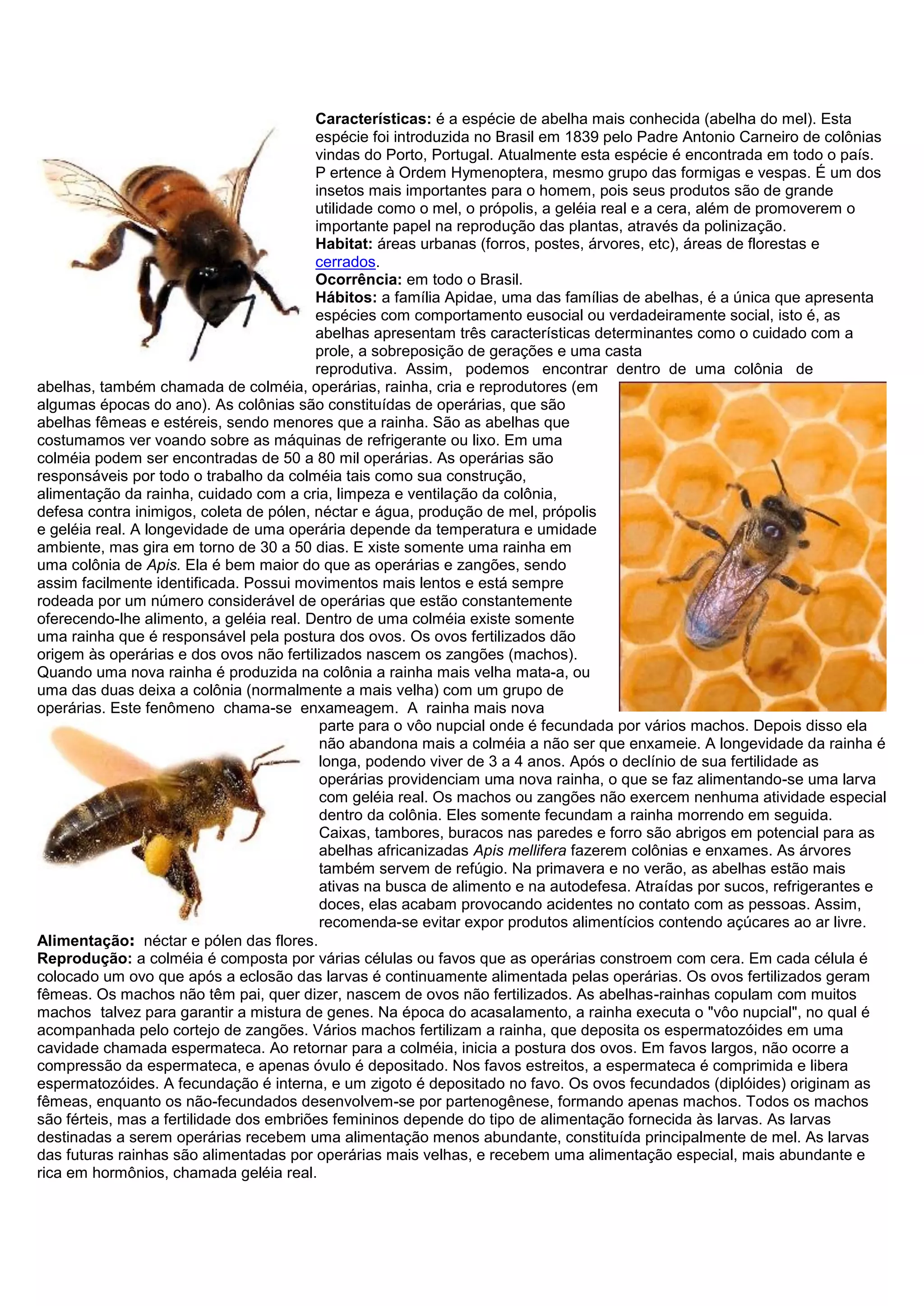 Características: é a espécie de abelha mais conhecida (abelha do mel). Esta
espécie foi introduzida no Brasil em 1839 pelo Padre Antonio Carneiro de colônias
vindas do Porto, Portugal. Atualmente esta espécie é encontrada em todo o país.
P ertence à Ordem Hymenoptera, mesmo grupo das formigas e vespas. É um dos
insetos mais importantes para o homem, pois seus produtos são de grande
utilidade como o mel, o própolis, a geléia real e a cera, além de promoverem o
importante papel na reprodução das plantas, através da polinização.
Habitat: áreas urbanas (forros, postes, árvores, etc), áreas de florestas e
cerrados.
Ocorrência: em todo o Brasil.
Hábitos: a família Apidae, uma das famílias de abelhas, é a única que apresenta
espécies com comportamento eusocial ou verdadeiramente social, isto é, as
abelhas apresentam três características determinantes como o cuidado com a
prole, a sobreposição de gerações e uma casta
reprodutiva. Assim, podemos encontrar dentro de uma colônia de
abelhas, também chamada de colméia, operárias, rainha, cria e reprodutores (em
algumas épocas do ano). As colônias são constituídas de operárias, que são
abelhas fêmeas e estéreis, sendo menores que a rainha. São as abelhas que
costumamos ver voando sobre as máquinas de refrigerante ou lixo. Em uma
colméia podem ser encontradas de 50 a 80 mil operárias. As operárias são
responsáveis por todo o trabalho da colméia tais como sua construção,
alimentação da rainha, cuidado com a cria, limpeza e ventilação da colônia,
defesa contra inimigos, coleta de pólen, néctar e água, produção de mel, própolis
e geléia real. A longevidade de uma operária depende da temperatura e umidade
ambiente, mas gira em torno de 30 a 50 dias. E xiste somente uma rainha em
uma colônia de Apis. Ela é bem maior do que as operárias e zangões, sendo
assim facilmente identificada. Possui movimentos mais lentos e está sempre
rodeada por um número considerável de operárias que estão constantemente
oferecendo-lhe alimento, a geléia real. Dentro de uma colméia existe somente
uma rainha que é responsável pela postura dos ovos. Os ovos fertilizados dão
origem às operárias e dos ovos não fertilizados nascem os zangões (machos).
Quando uma nova rainha é produzida na colônia a rainha mais velha mata-a, ou
uma das duas deixa a colônia (normalmente a mais velha) com um grupo de
operárias. Este fenômeno chama-se enxameagem. A rainha mais nova
parte para o vôo nupcial onde é fecundada por vários machos. Depois disso ela
não abandona mais a colméia a não ser que enxameie. A longevidade da rainha é
longa, podendo viver de 3 a 4 anos. Após o declínio de sua fertilidade as
operárias providenciam uma nova rainha, o que se faz alimentando-se uma larva
com geléia real. Os machos ou zangões não exercem nenhuma atividade especial
dentro da colônia. Eles somente fecundam a rainha morrendo em seguida.
Caixas, tambores, buracos nas paredes e forro são abrigos em potencial para as
abelhas africanizadas Apis mellifera fazerem colônias e enxames. As árvores
também servem de refúgio. Na primavera e no verão, as abelhas estão mais
ativas na busca de alimento e na autodefesa. Atraídas por sucos, refrigerantes e
doces, elas acabam provocando acidentes no contato com as pessoas. Assim,
recomenda-se evitar expor produtos alimentícios contendo açúcares ao ar livre.
Alimentação: néctar e pólen das flores.
Reprodução: a colméia é composta por várias células ou favos que as operárias constroem com cera. Em cada célula é
colocado um ovo que após a eclosão das larvas é continuamente alimentada pelas operárias. Os ovos fertilizados geram
fêmeas. Os machos não têm pai, quer dizer, nascem de ovos não fertilizados. As abelhas-rainhas copulam com muitos
machos talvez para garantir a mistura de genes. Na época do acasalamento, a rainha executa o "vôo nupcial", no qual é
acompanhada pelo cortejo de zangões. Vários machos fertilizam a rainha, que deposita os espermatozóides em uma
cavidade chamada espermateca. Ao retornar para a colméia, inicia a postura dos ovos. Em favos largos, não ocorre a
compressão da espermateca, e apenas óvulo é depositado. Nos favos estreitos, a espermateca é comprimida e libera
espermatozóides. A fecundação é interna, e um zigoto é depositado no favo. Os ovos fecundados (diplóides) originam as
fêmeas, enquanto os não-fecundados desenvolvem-se por partenogênese, formando apenas machos. Todos os machos
são férteis, mas a fertilidade dos embriões femininos depende do tipo de alimentação fornecida às larvas. As larvas
destinadas a serem operárias recebem uma alimentação menos abundante, constituída principalmente de mel. As larvas
das futuras rainhas são alimentadas por operárias mais velhas, e recebem uma alimentação especial, mais abundante e
rica em hormônios, chamada geléia real.
 